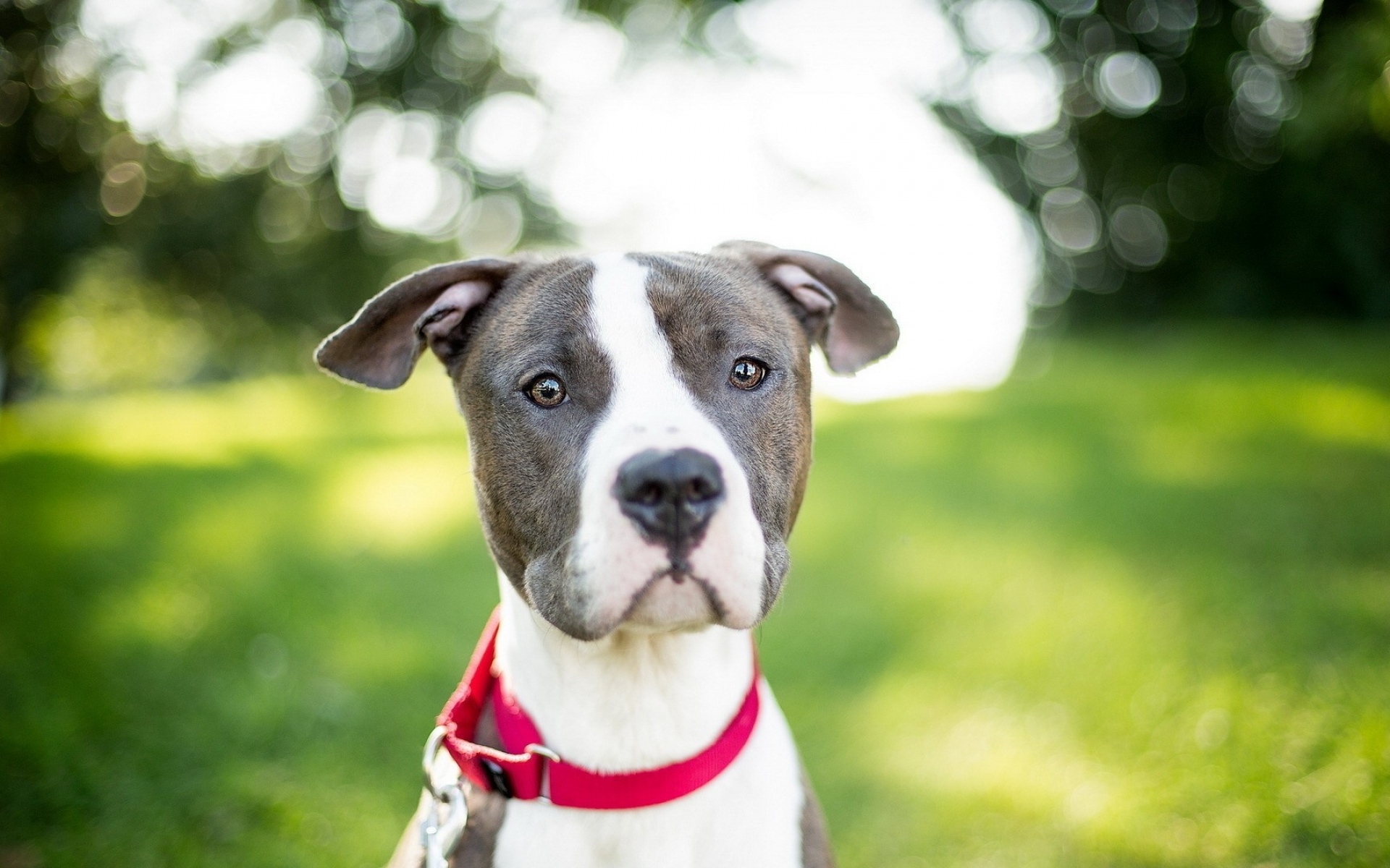 Pit Bull Terrier, Dogs, Puppy, Pitbull, Muzzle, Cute - American Staffordshire Terrier - HD Wallpaper 