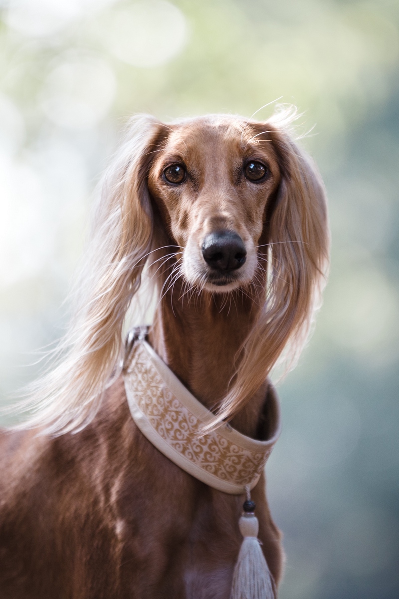 Wallpaper Saluki, Persian Greyhound, Dog - 9 Saluki Persian Greyhound - HD Wallpaper 