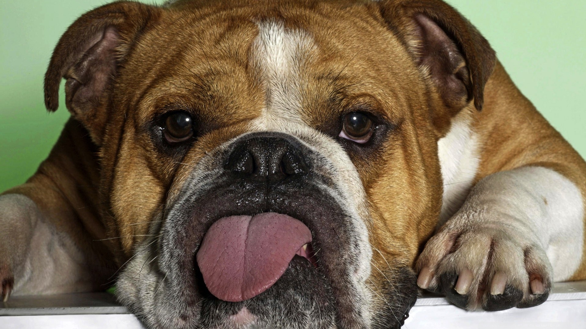British Bulldog Tongue Out - HD Wallpaper 