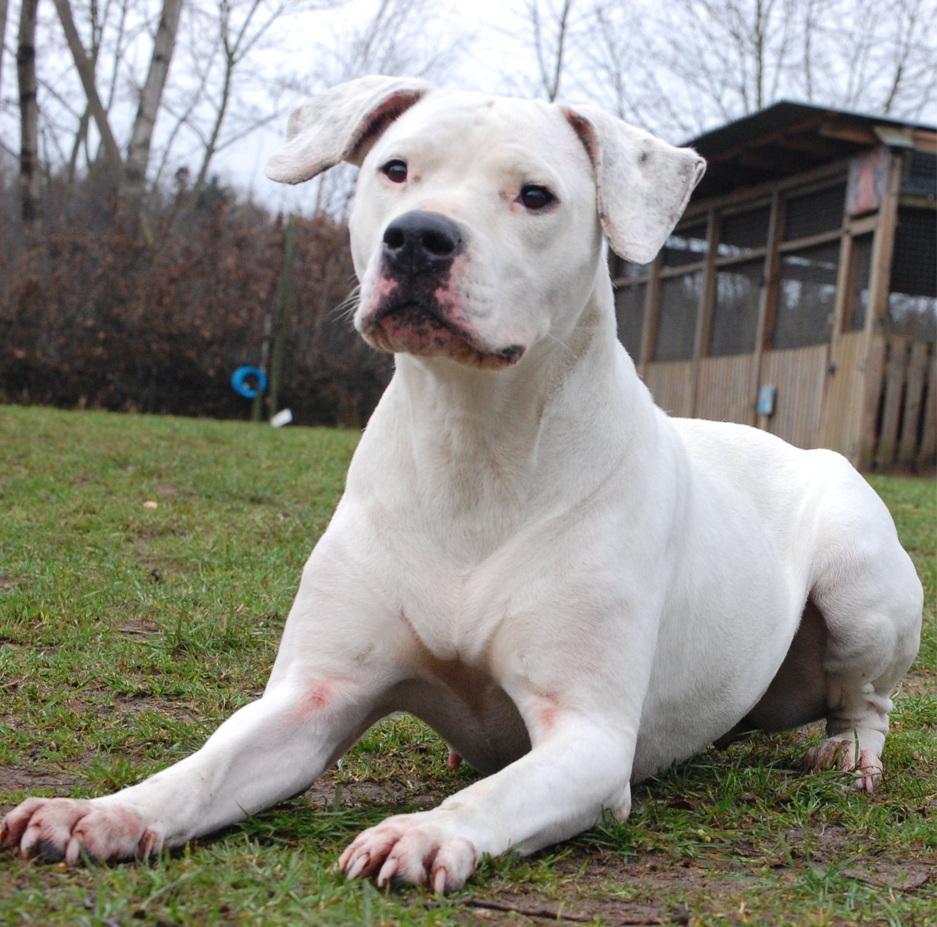Dogo Argentino Big Ears Or Standard: A Comprehensive Guide