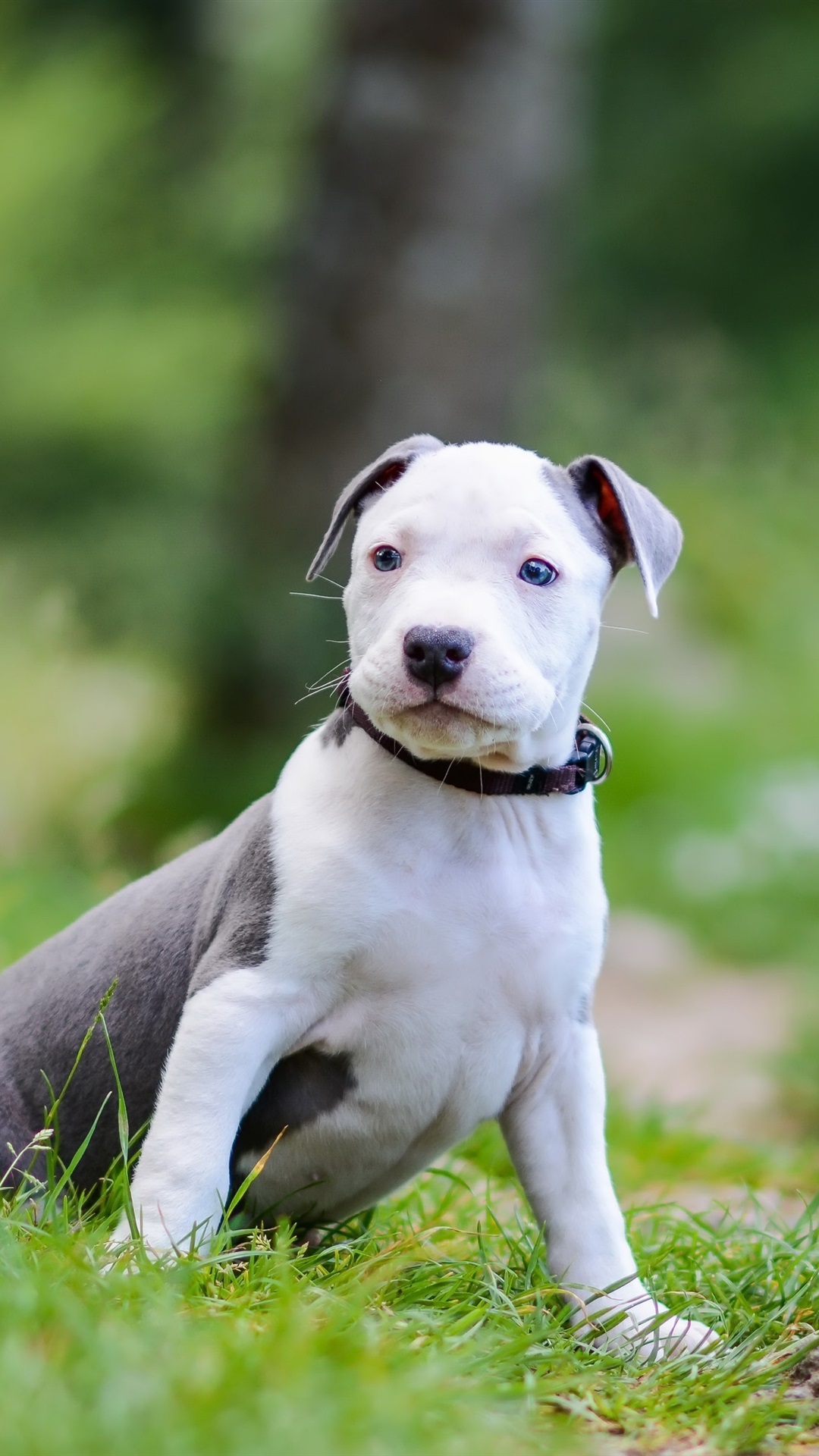 Perros Pitbull Fondos De Pantalla - HD Wallpaper 