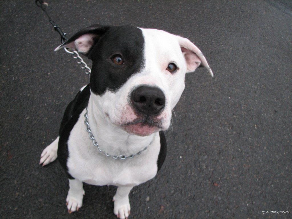 Pitbull Preto E Branco - HD Wallpaper 