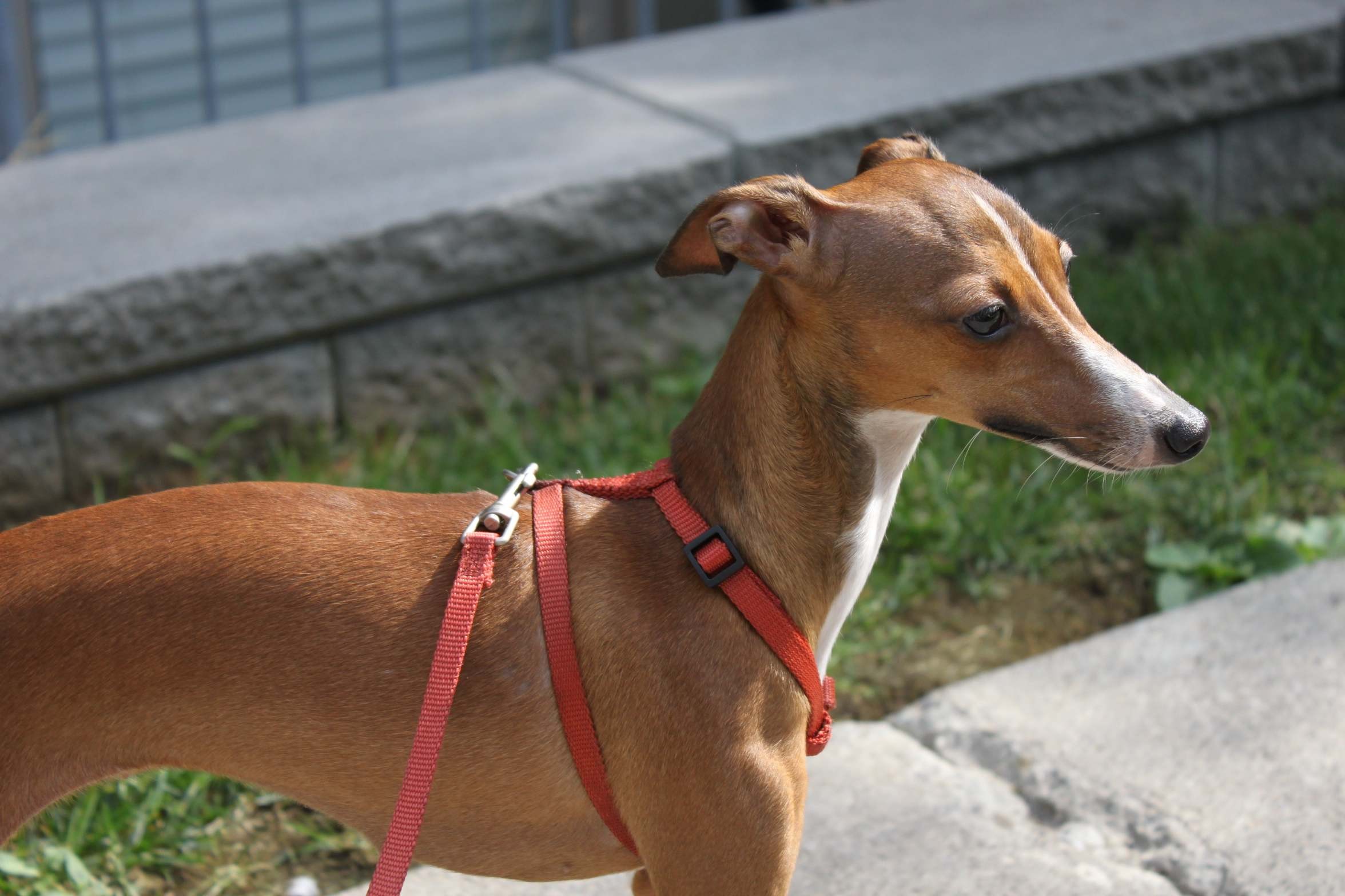 Italian Greyhound - HD Wallpaper 