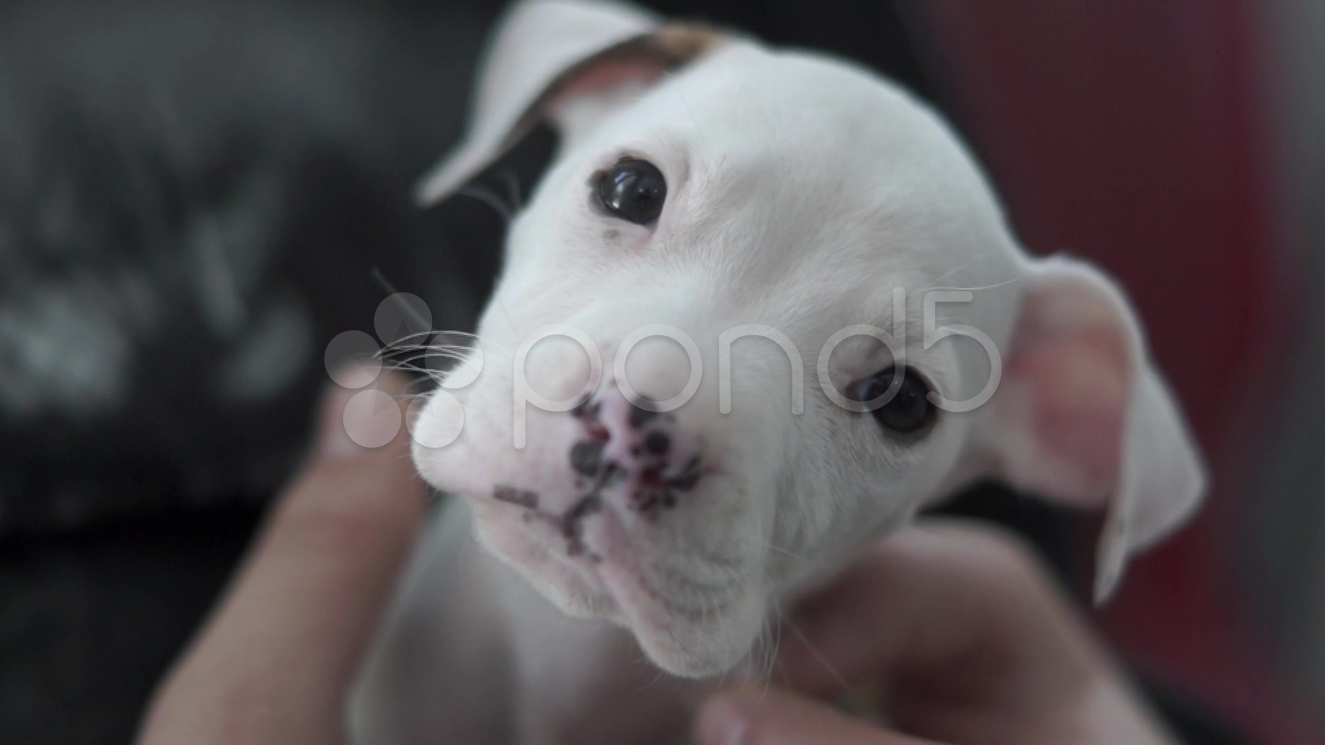 Companion Dog - HD Wallpaper 