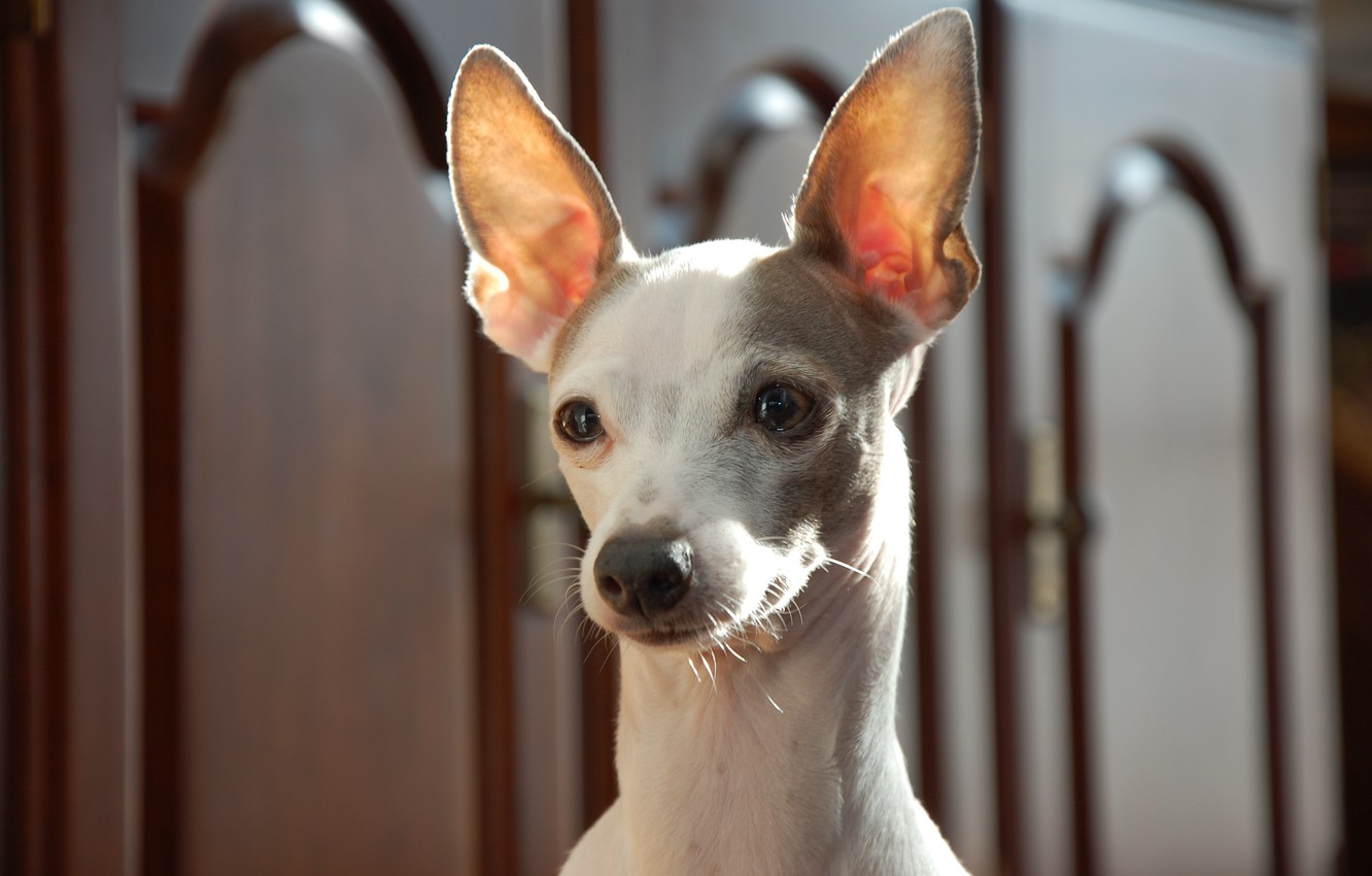 Photo Wallpaper Look, Ears, Face, Dog, Italian Greyhound - HD Wallpaper 