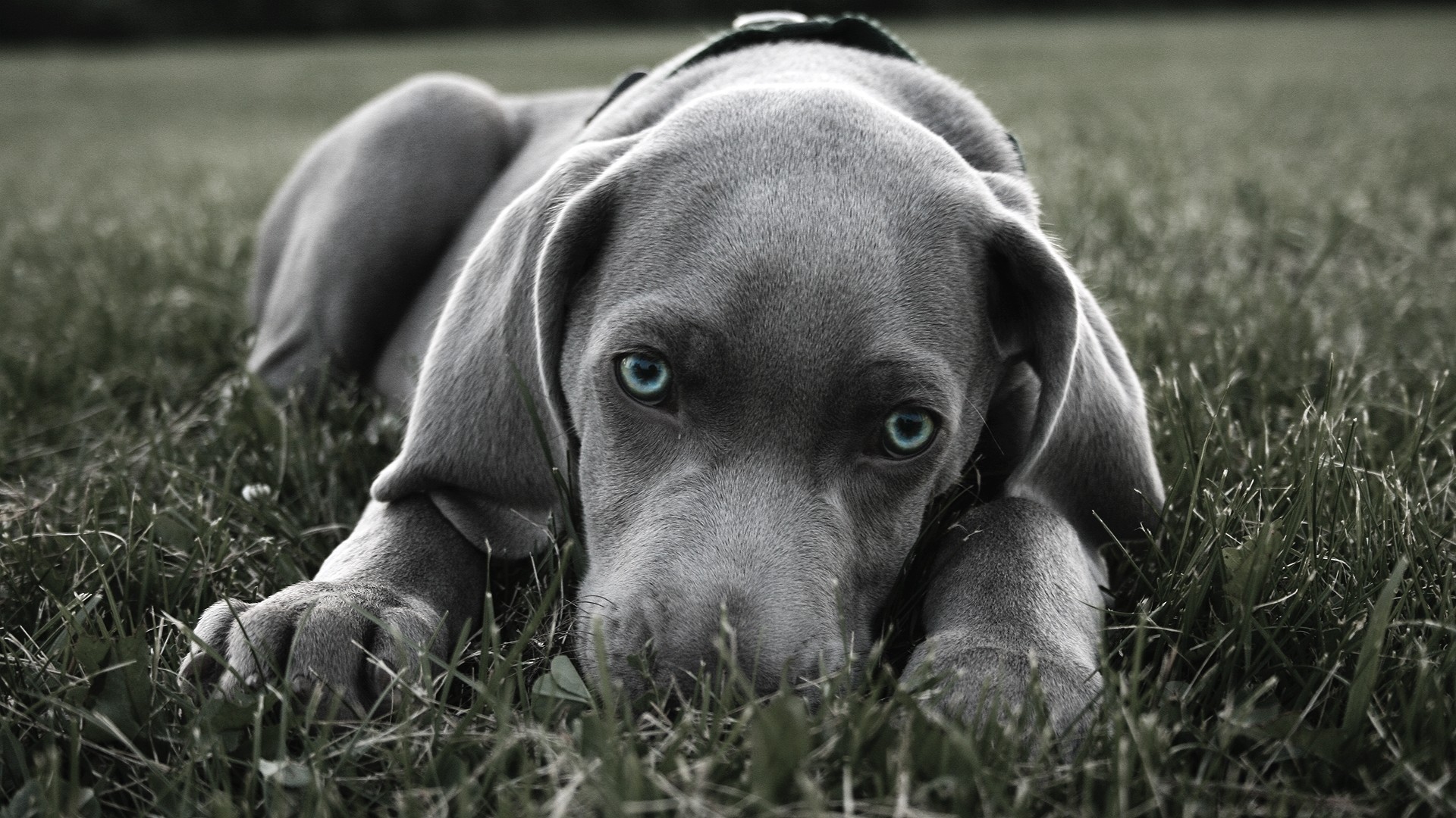 Blue Pitbull Wallpapers - Weimaraner Hd - HD Wallpaper 