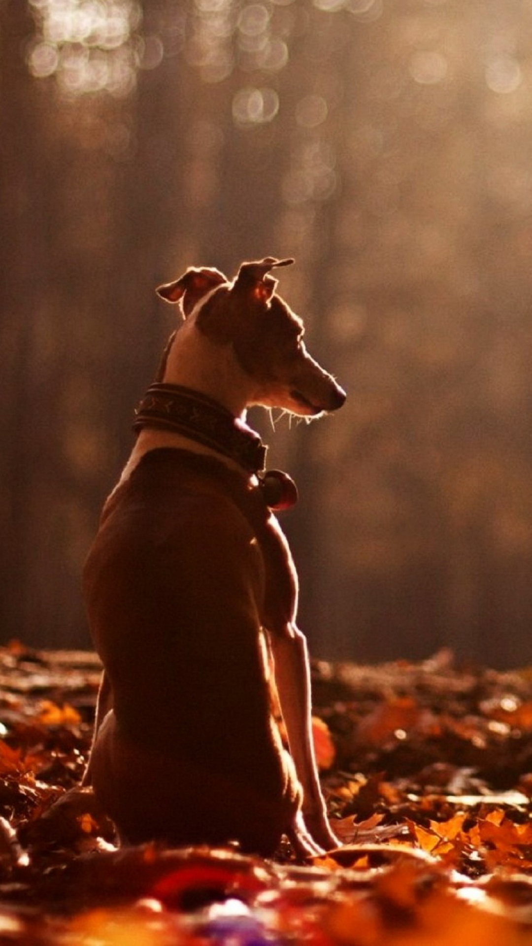 Dog - HD Wallpaper 