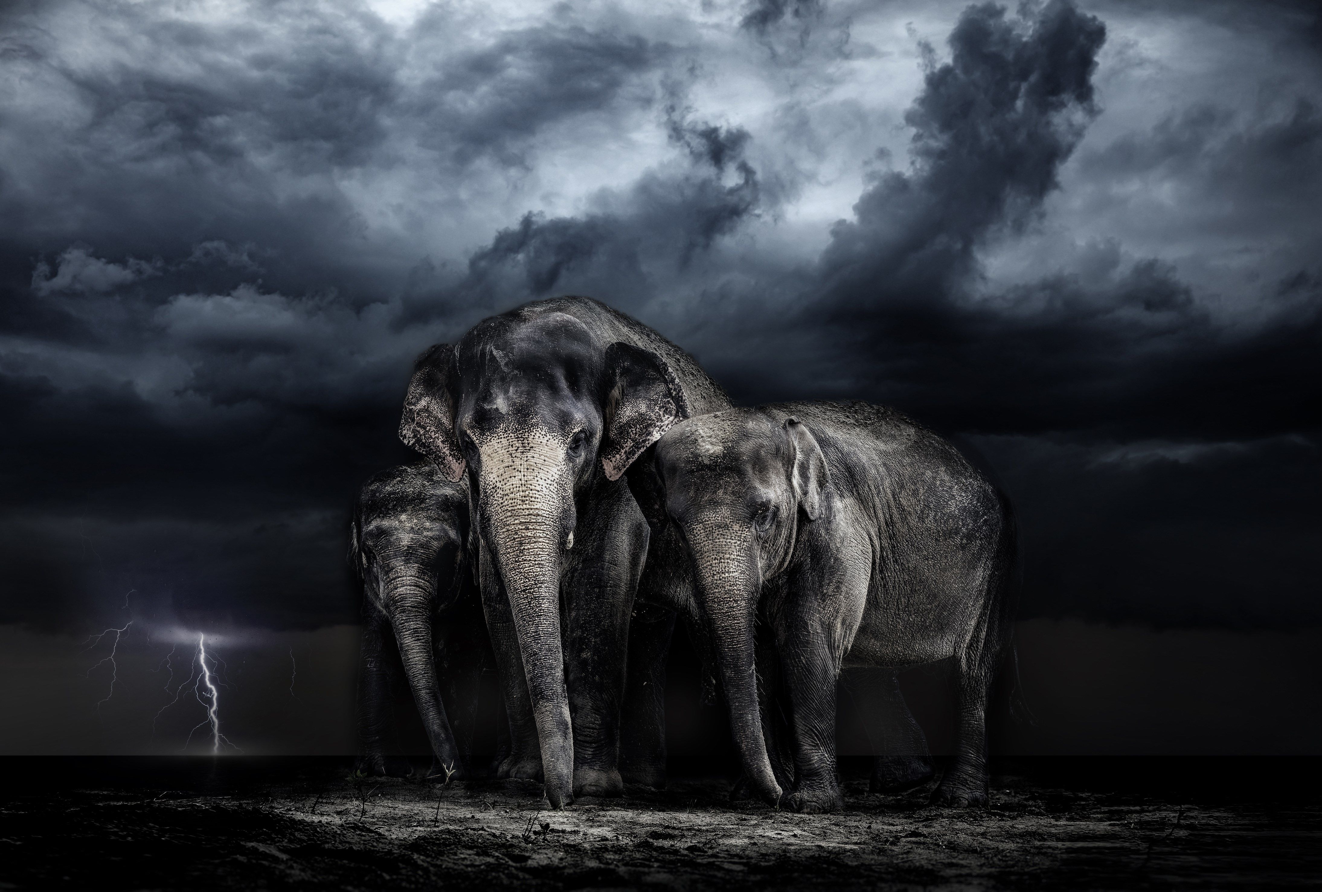 Elephant In A Storm - 4378x2953 Wallpaper - teahub.io
