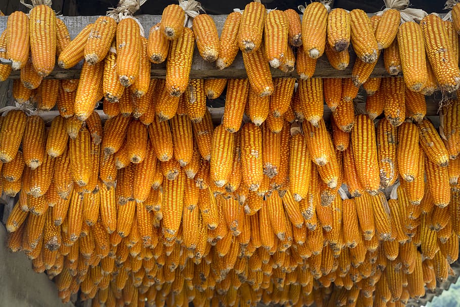 Corn, Vietnam, Natural, Color, Food, Closeup, Gold, - Food - HD Wallpaper 