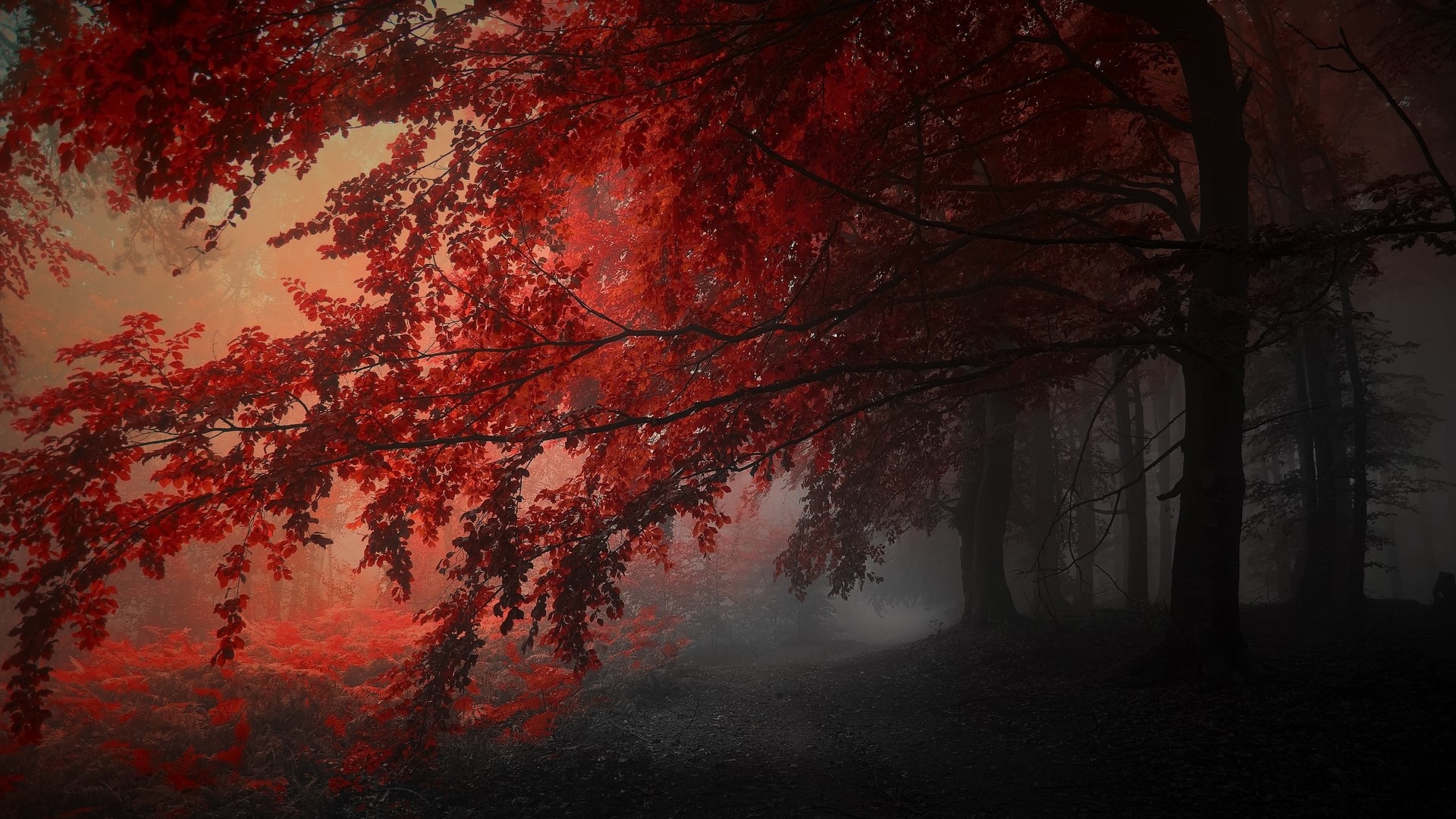 Red Forest - HD Wallpaper 