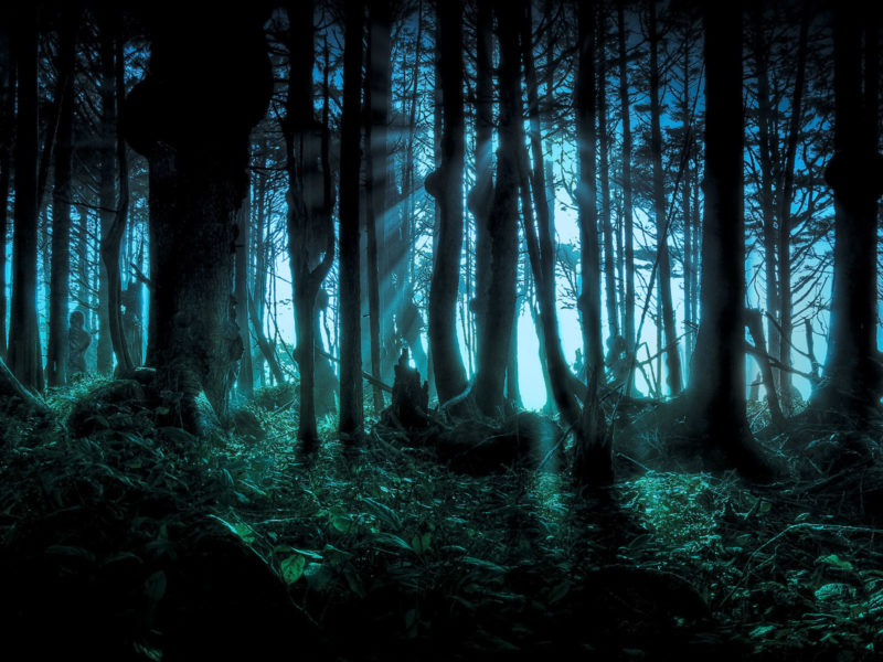 Dark Forest Wallpaper - Spooky Forest Halloween Background - HD Wallpaper 