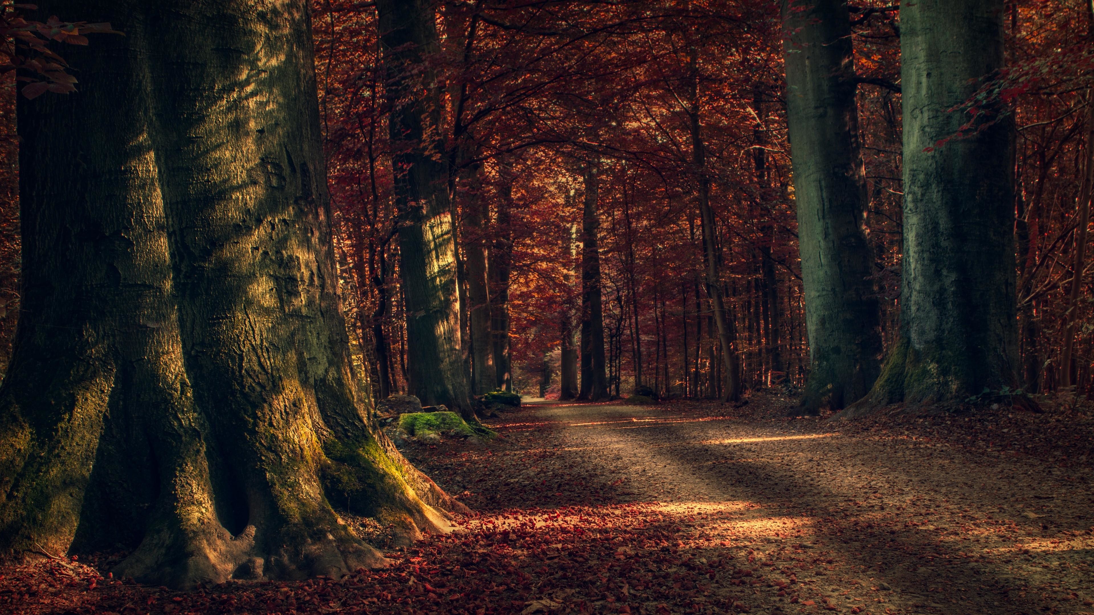 3840x2160, Autumn Forest Path Wallpaper - Forest Hd Wallpaper For Windows 10 - HD Wallpaper 