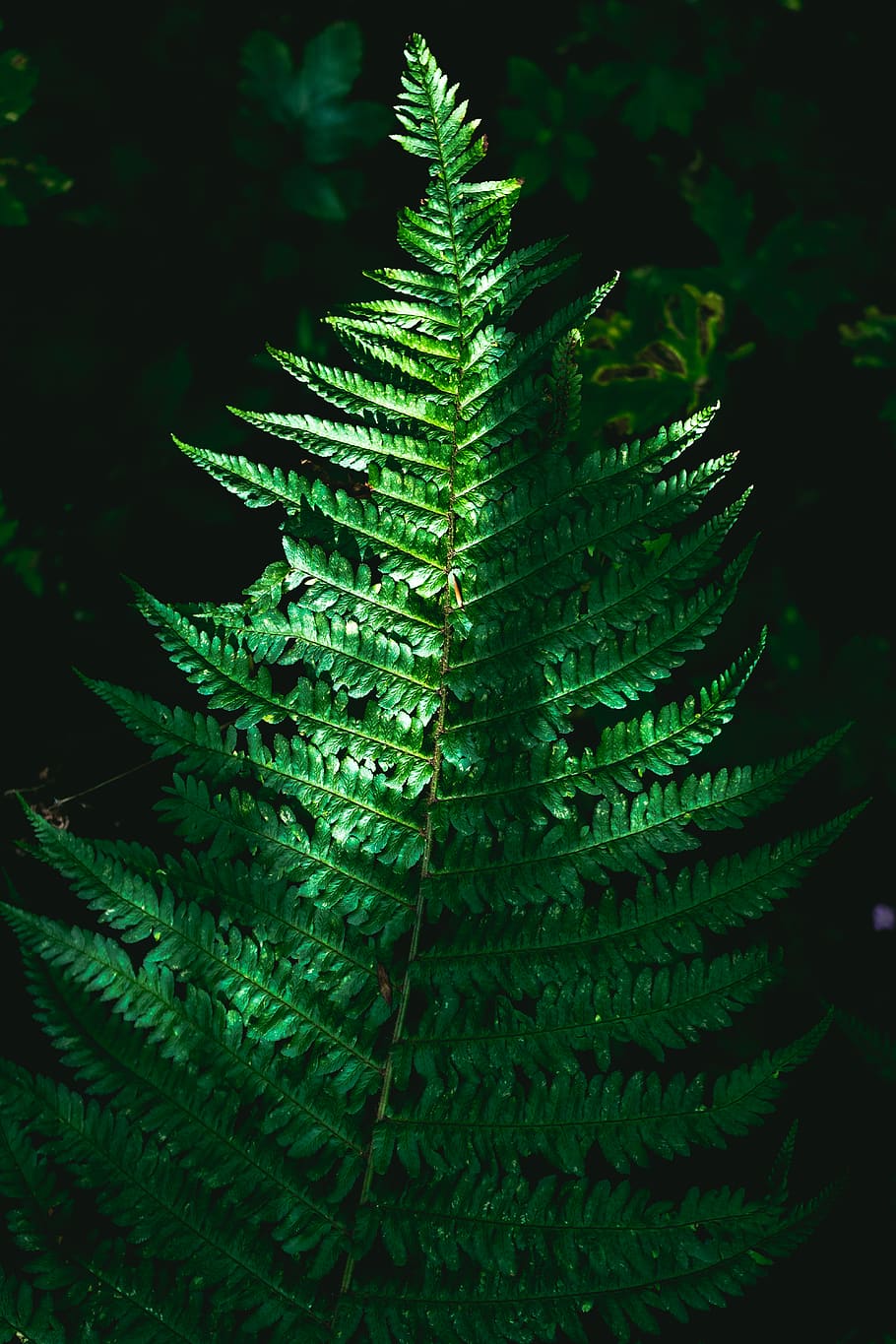 France, Chiloza, Ferns, Nature, Forest, Wallpaper, - HD Wallpaper 