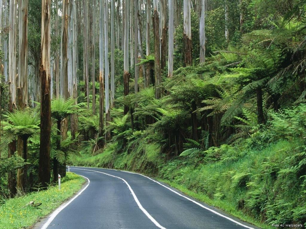 Forest Hd Wallpaper Download - HD Wallpaper 