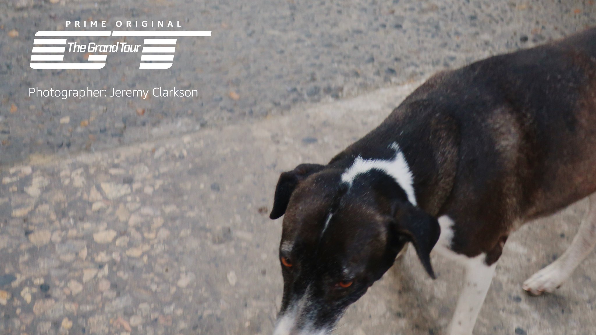 Grand Tour Wildlife - HD Wallpaper 