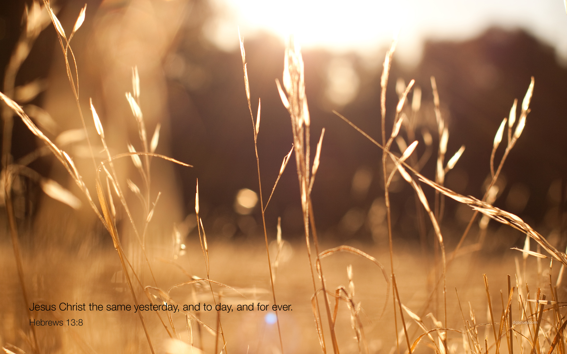 Close-up - HD Wallpaper 