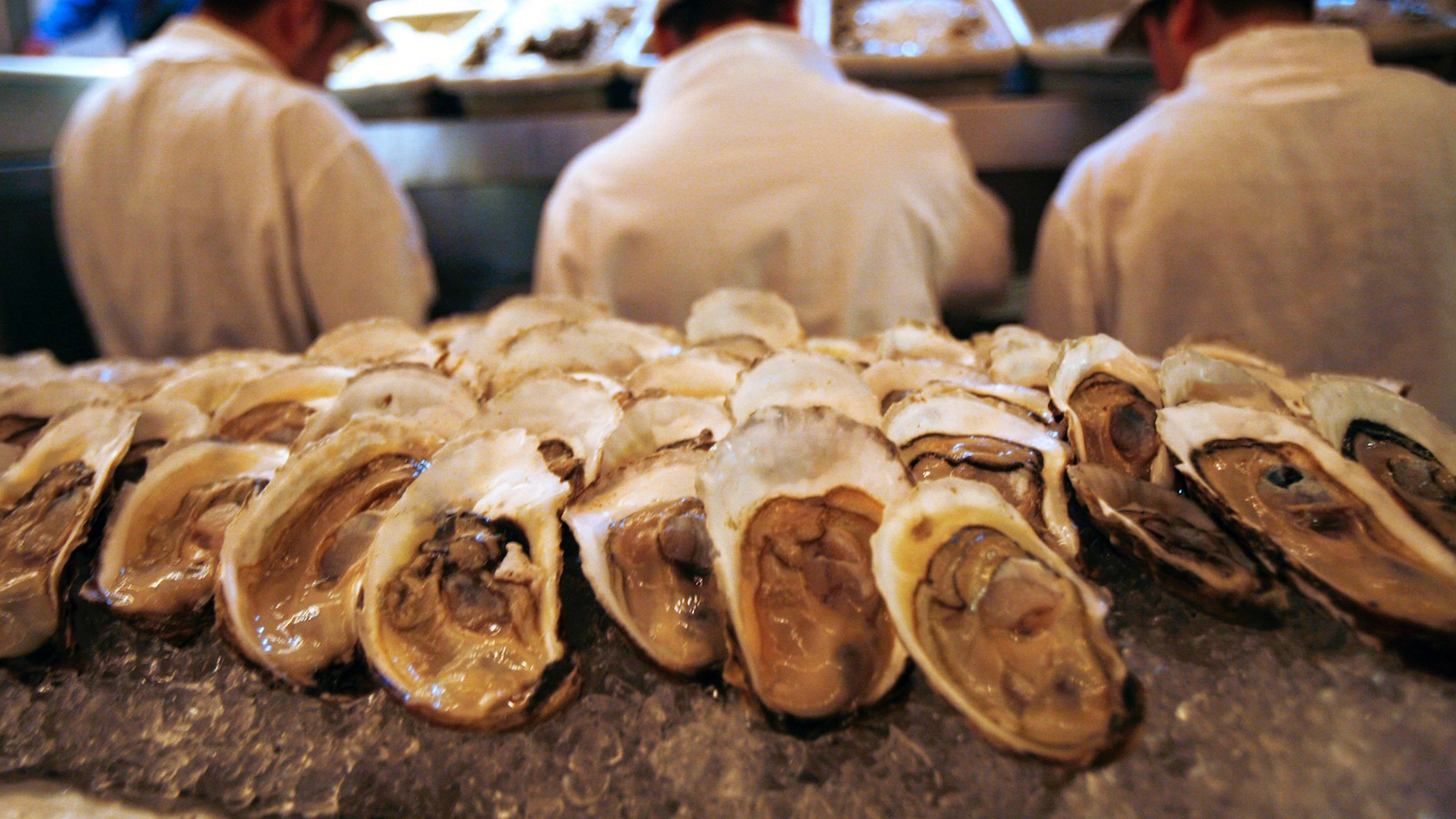 Tiostrea Chilensis - HD Wallpaper 