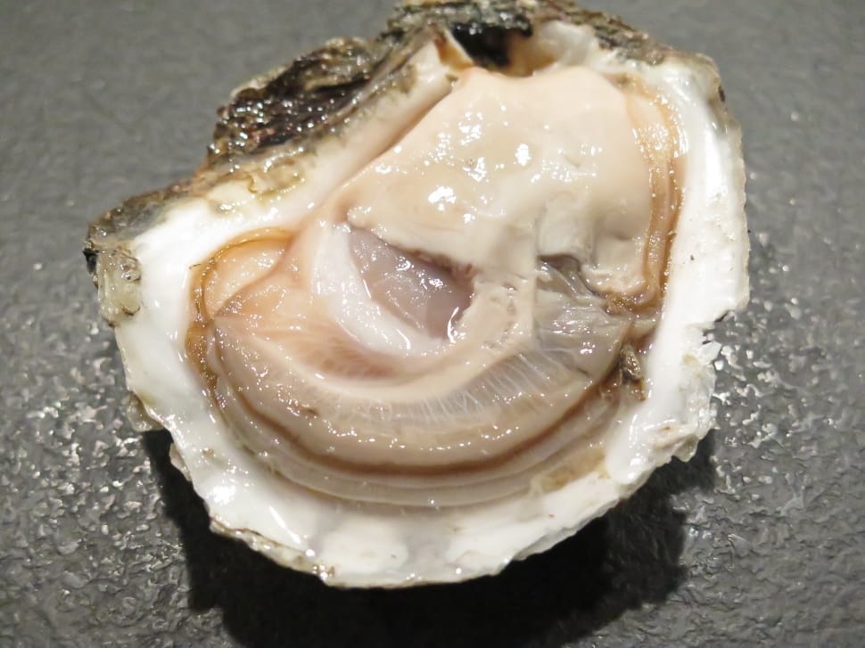 Oyster Shell Preview - Acquired Taste - HD Wallpaper 