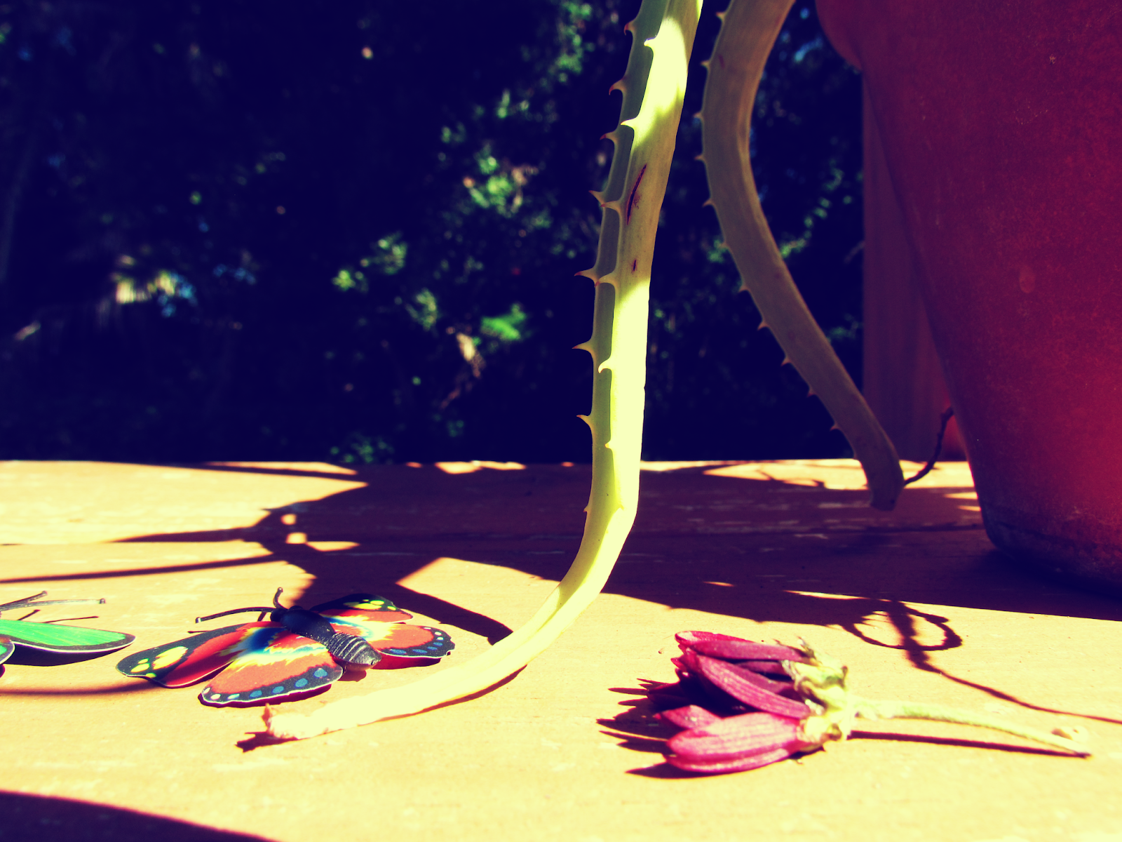 Butterfly Magnet And Aloe Vera Plant Rose Bud Flower - Shadow - HD Wallpaper 
