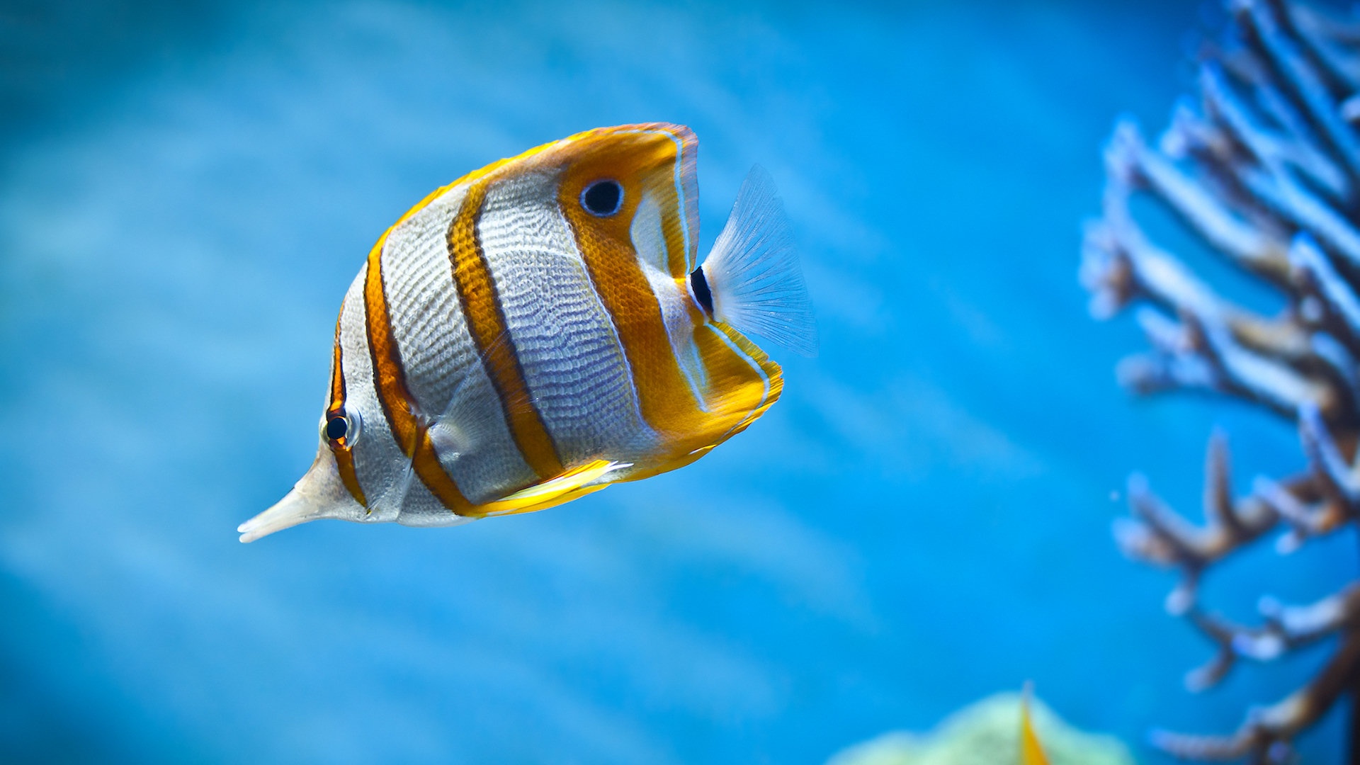 Copper Banded Butterfly Fish - HD Wallpaper 