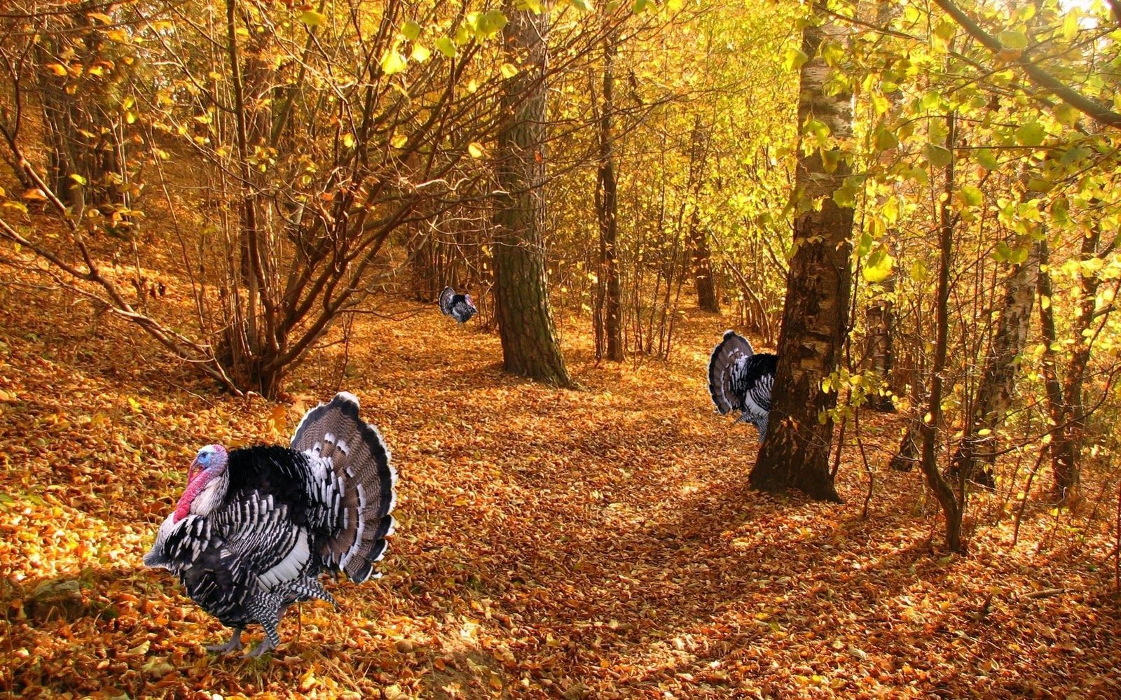 Disney Thanksgiving Wallpapers Wallpaper - Background Thanksgiving - HD Wallpaper 