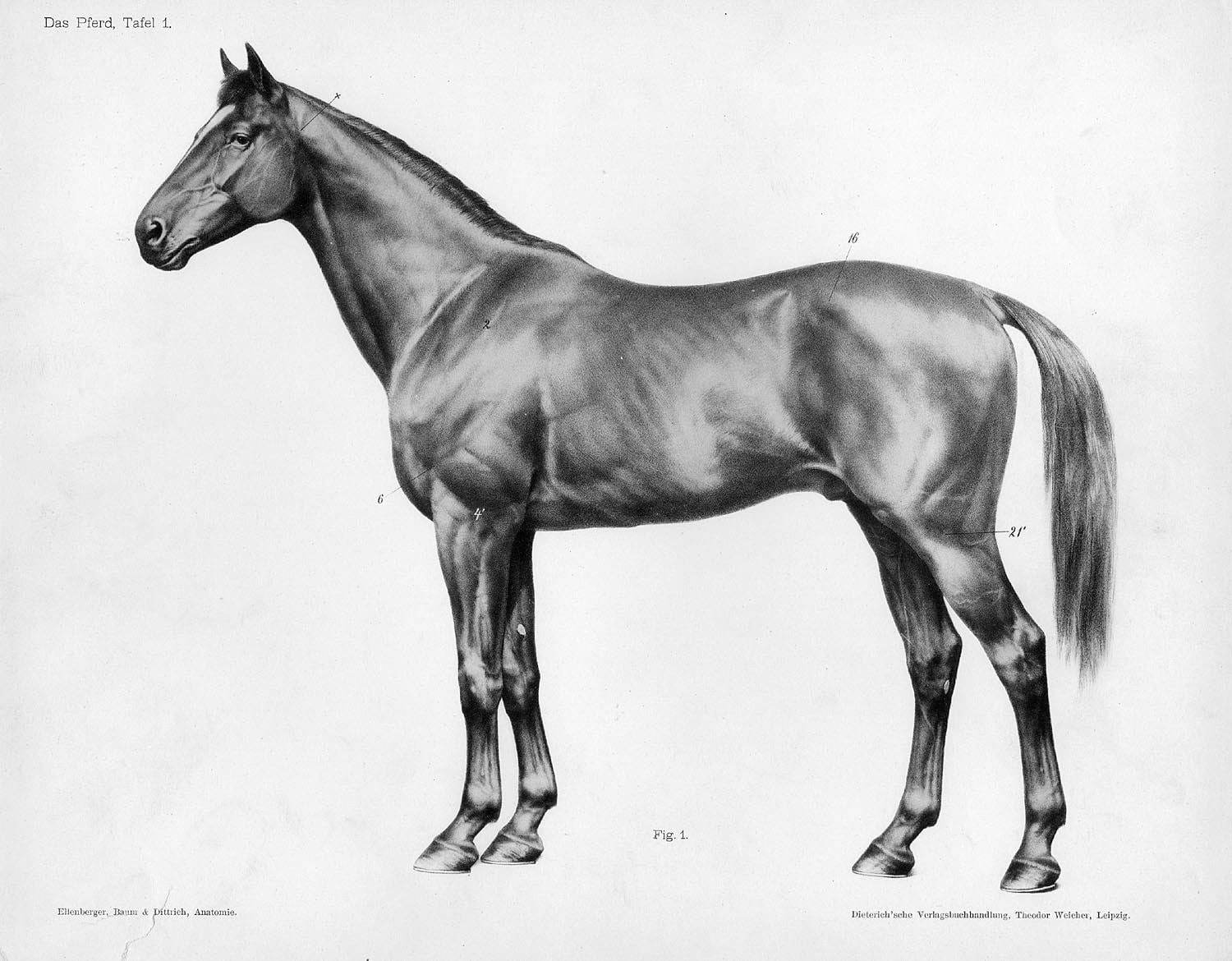 Horse Anatomical Drawing - HD Wallpaper 