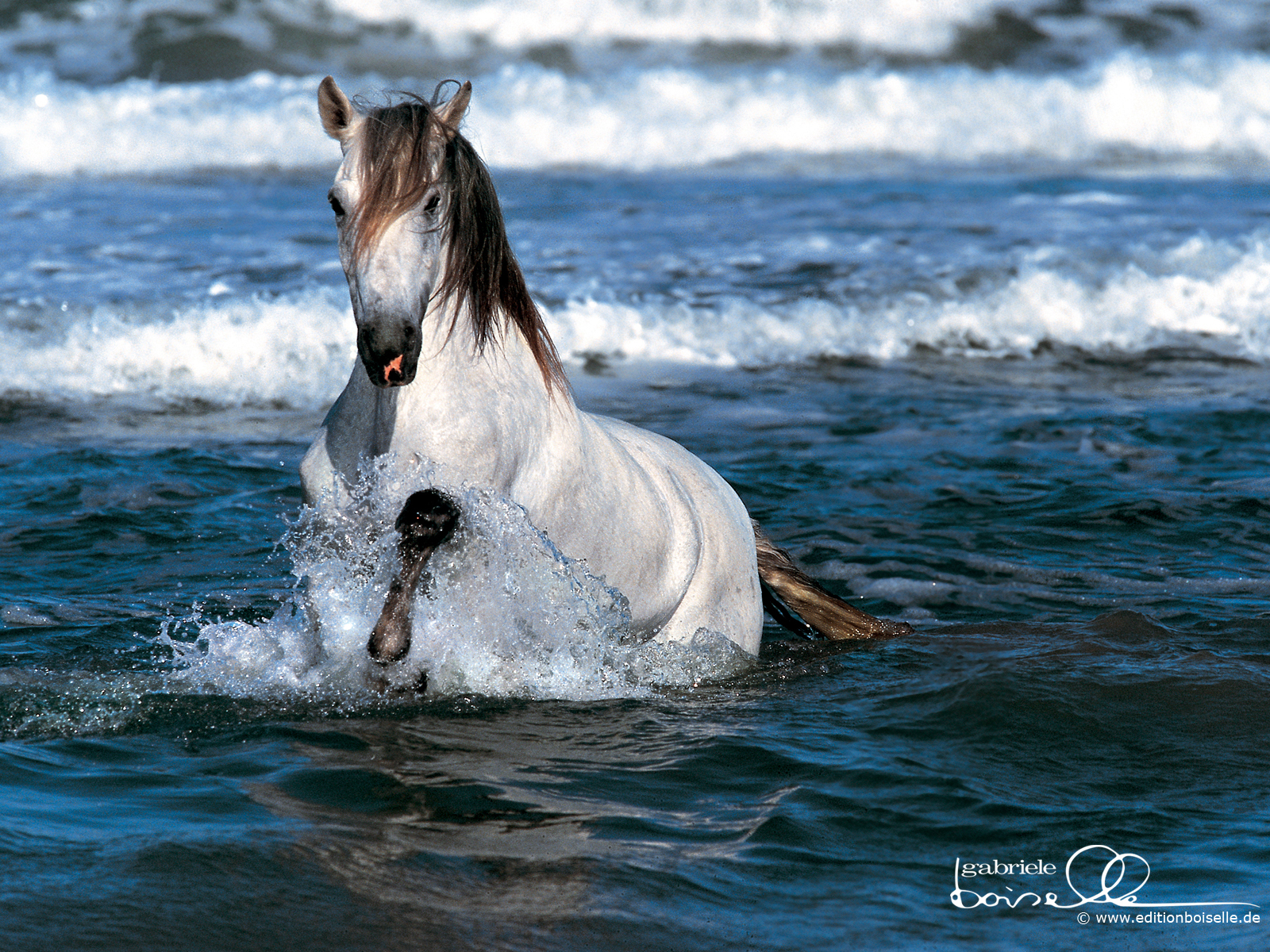 Horse Wallpaper - Horse Coming Out Of Water - HD Wallpaper 