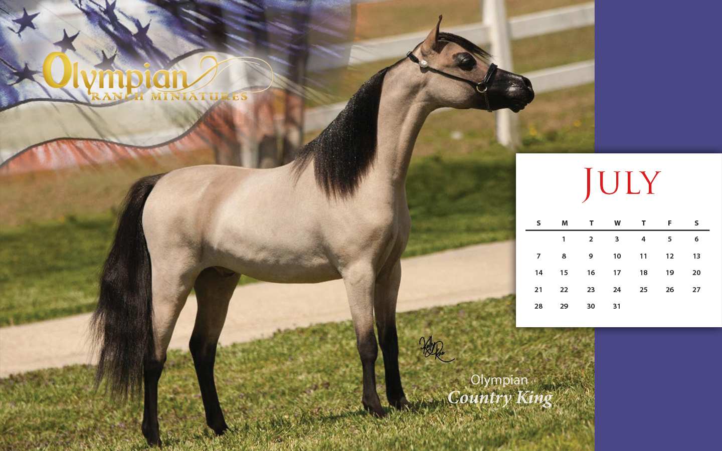 Stallion - HD Wallpaper 