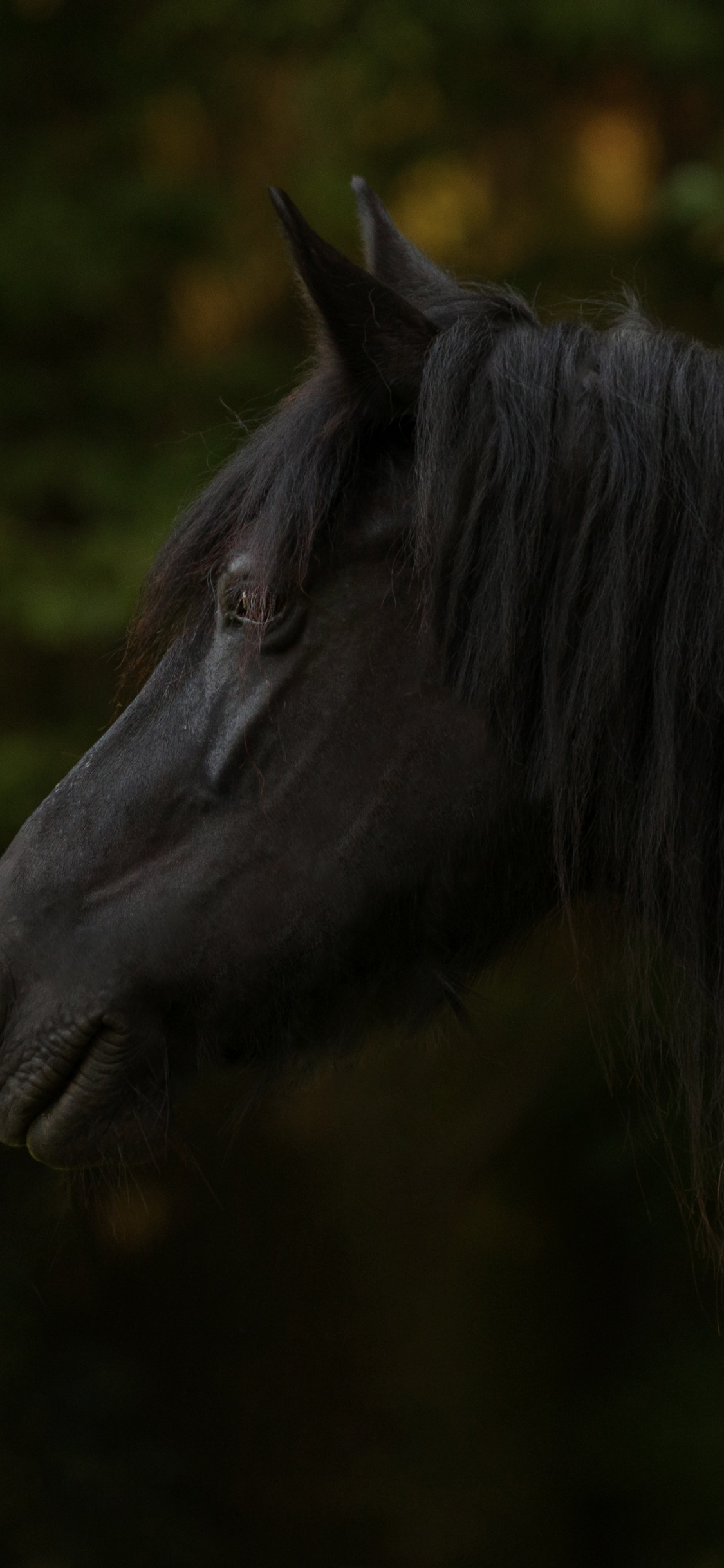 Black Horse, Animal, Muzzle, Wallpaper - Black Horse Wallpaper Iphone X - HD Wallpaper 
