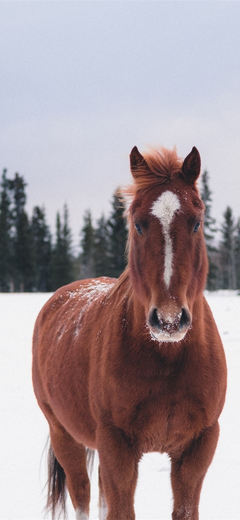 Iphone Xr Horse Walpaper - HD Wallpaper 