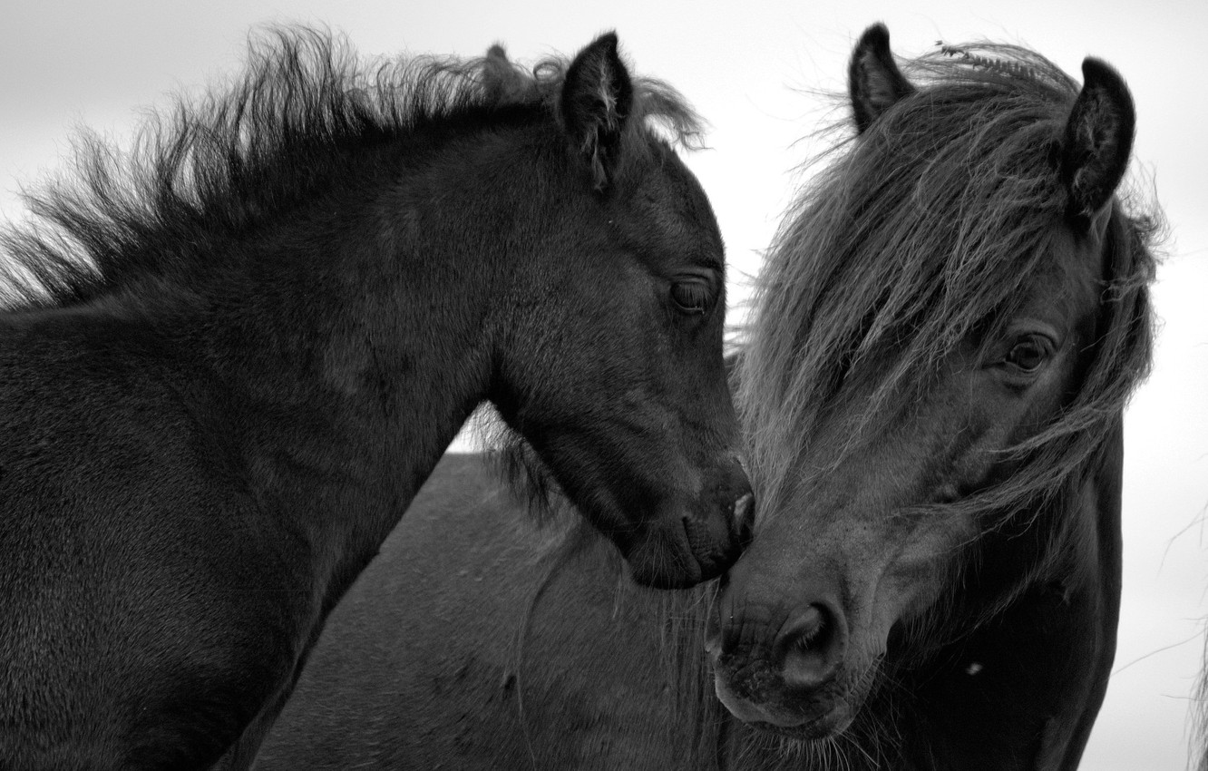 Photo Wallpaper Background, Horse, Pair, Black Horses - Black Horses - HD Wallpaper 