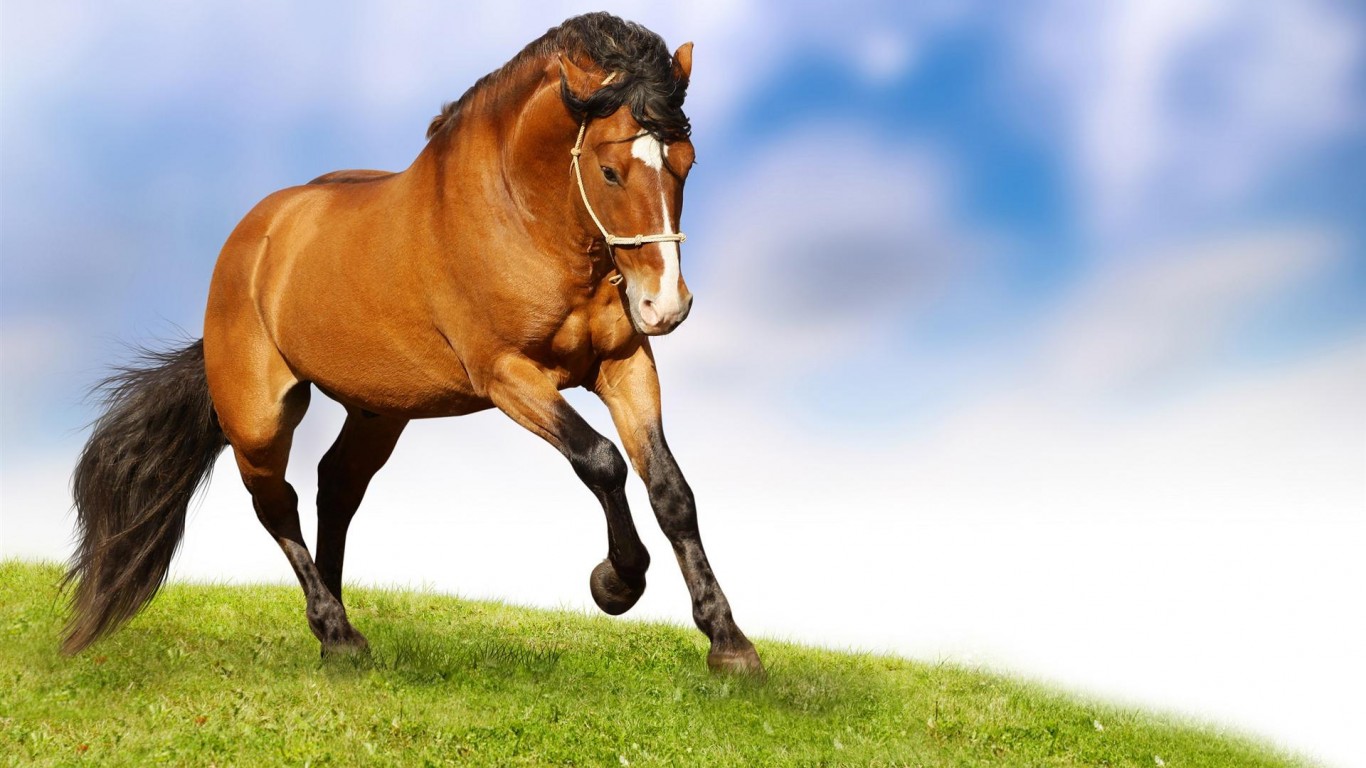 Horse Hd Images Free Download - HD Wallpaper 