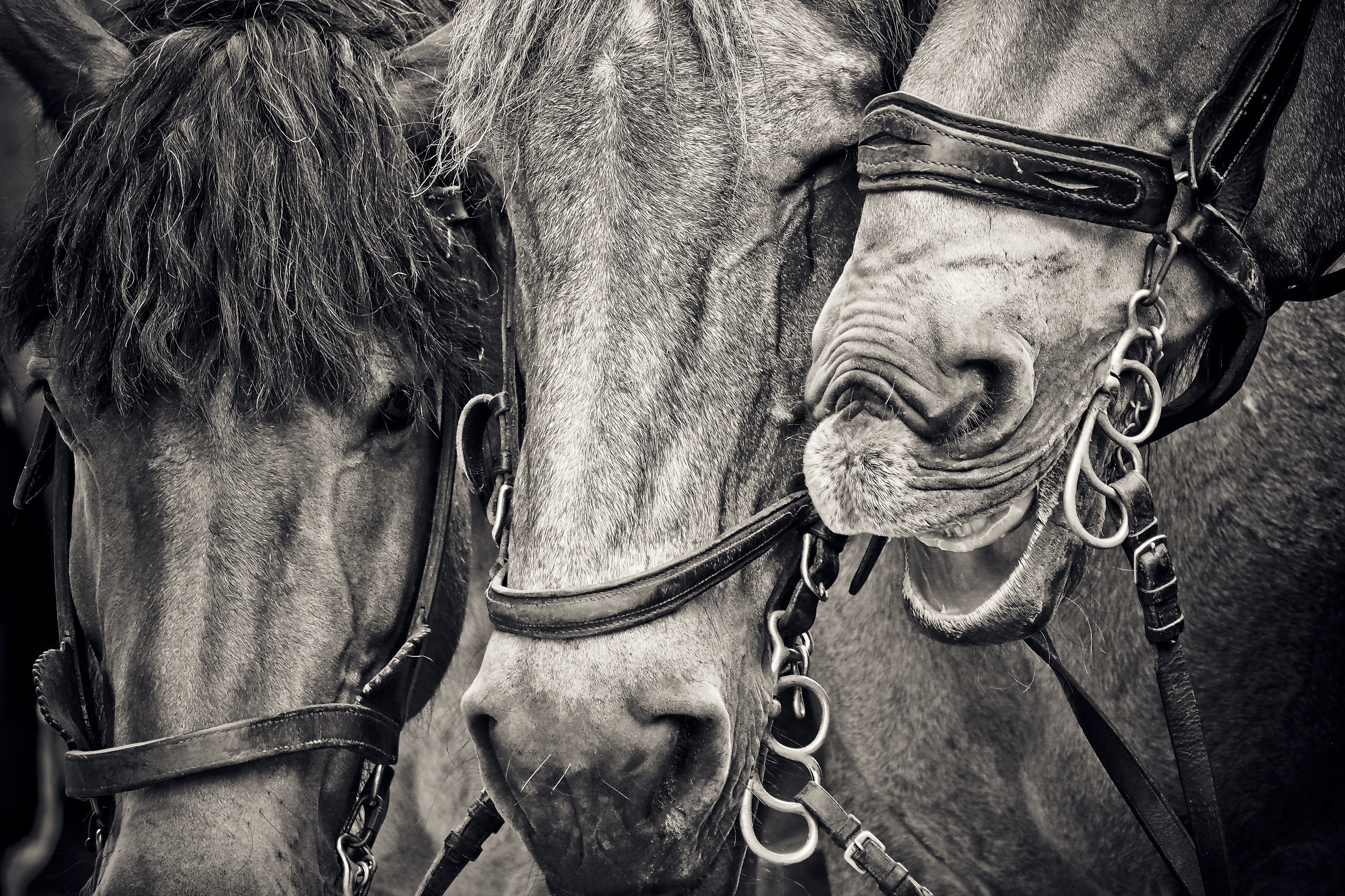 Horse Hd Black And Whi - HD Wallpaper 