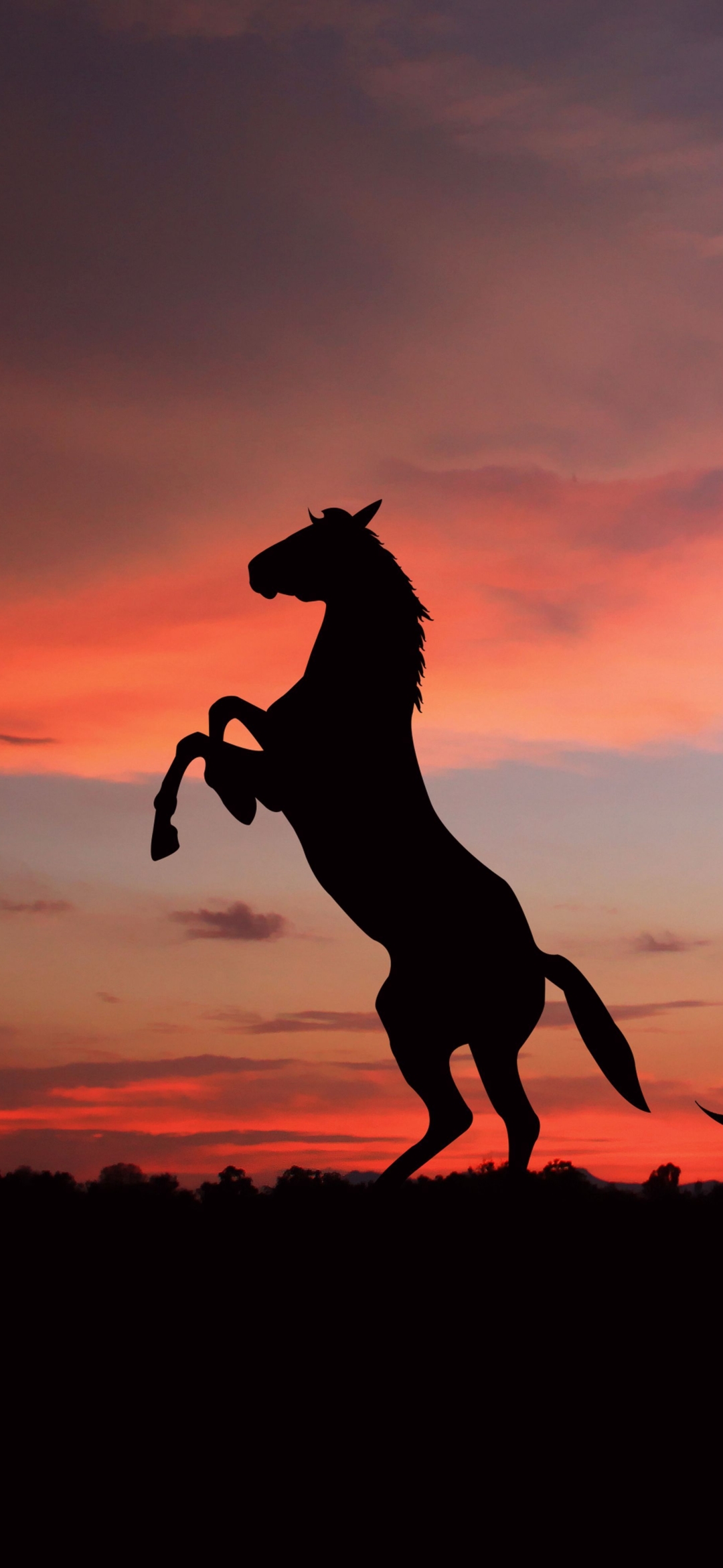 Horse Wallpaper Hd For Mobile - 1080X2340 Wallpaper - Teahub.io