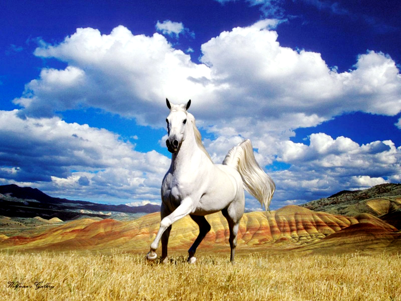Most Beautiful White Horse In The World - HD Wallpaper 