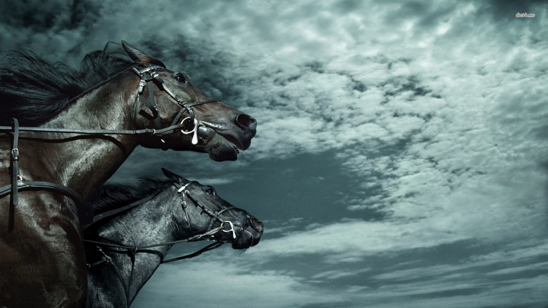 William Hill Horse Racing - HD Wallpaper 