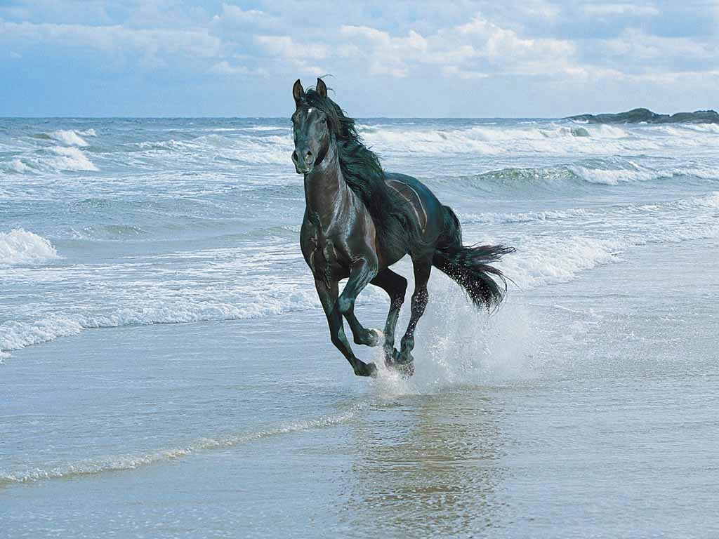 Free Horse Wallpaper Wallpapers Download - Running Black Horse Hd - HD Wallpaper 