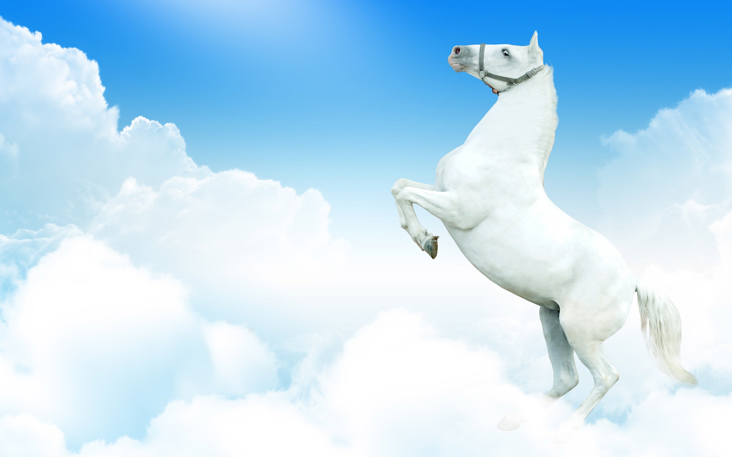 Super Horse Photo Wallpaper - White Horse Wallpaper High Resolution - HD Wallpaper 