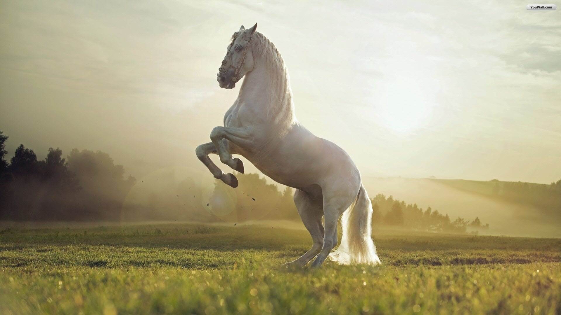 Black Horse Wallpapers Wallpaper - Horse Hd Wallpapers 1080p - 1920x1080 Wallpaper Black Horse Wallpapers Wallpaper - Horse Hd Wallpapers 1080p - 1920x1080 Wallpaper