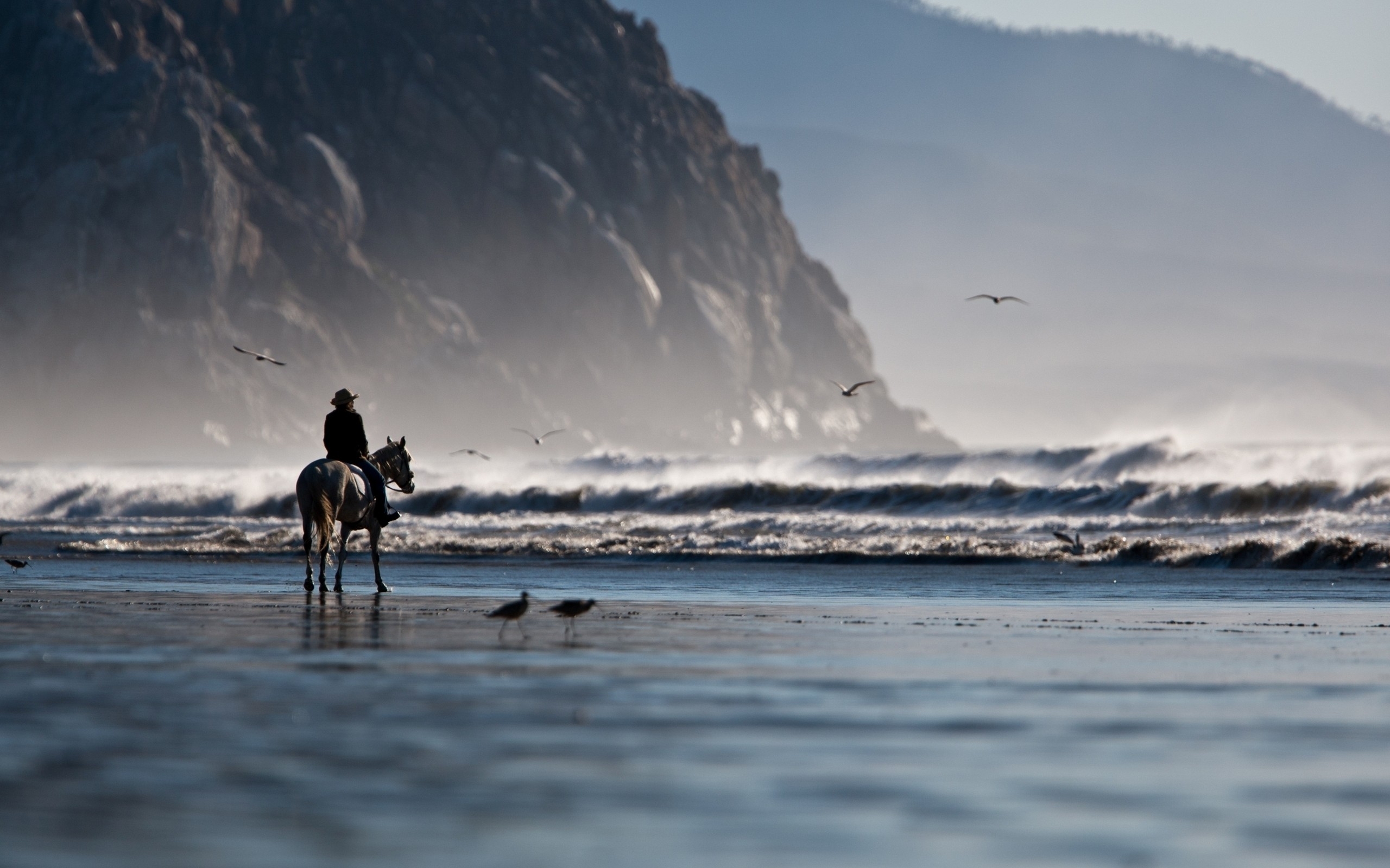 Horse At The Beach - HD Wallpaper 