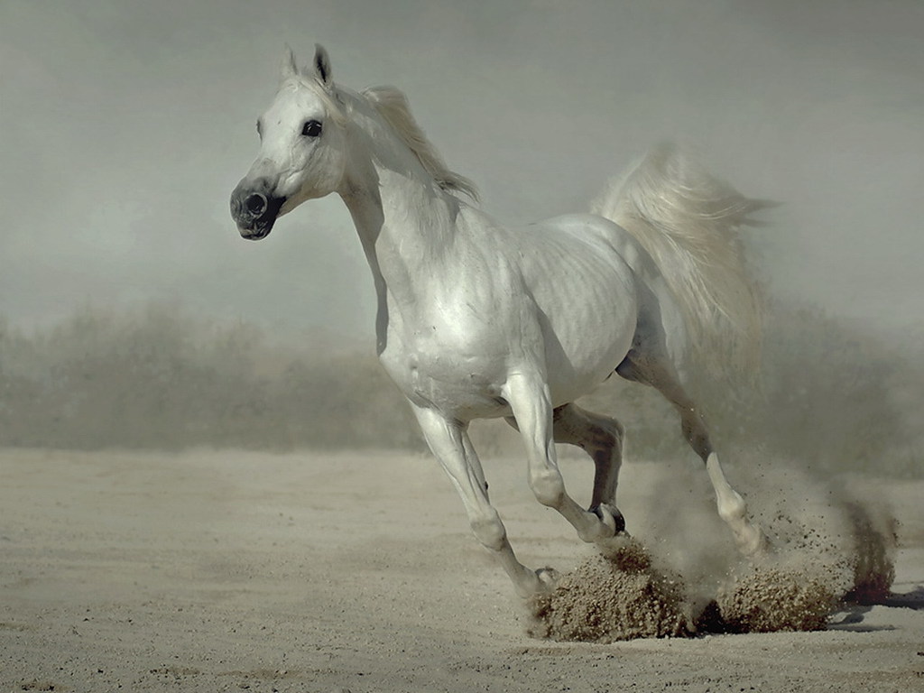 White Horse, Horse, Photo, Wallpapers For Desktop, - White Wallpaper Running Horse - HD Wallpaper 