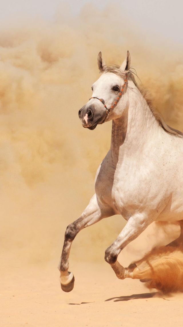 Horse, 8k - Horse Running In Dust - HD Wallpaper 