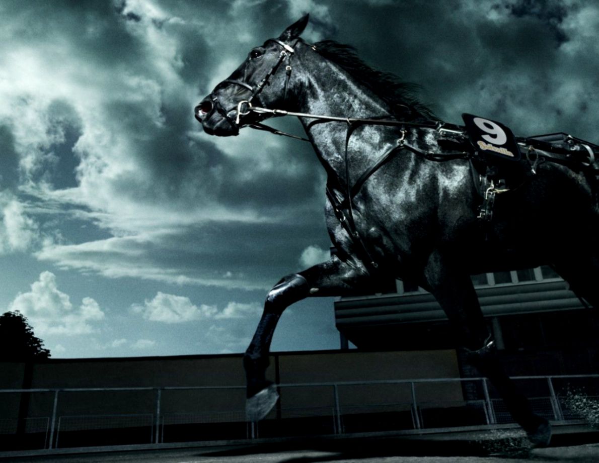 Black Horse Wallpapers Wallpaper Cave - Secretariat Quotes - HD Wallpaper 