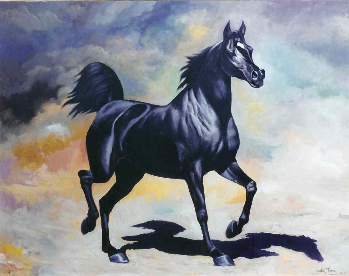 Download Arabian Horses Wallpaper, Arab Black Horse - Arabian Black Horse Hd - HD Wallpaper 