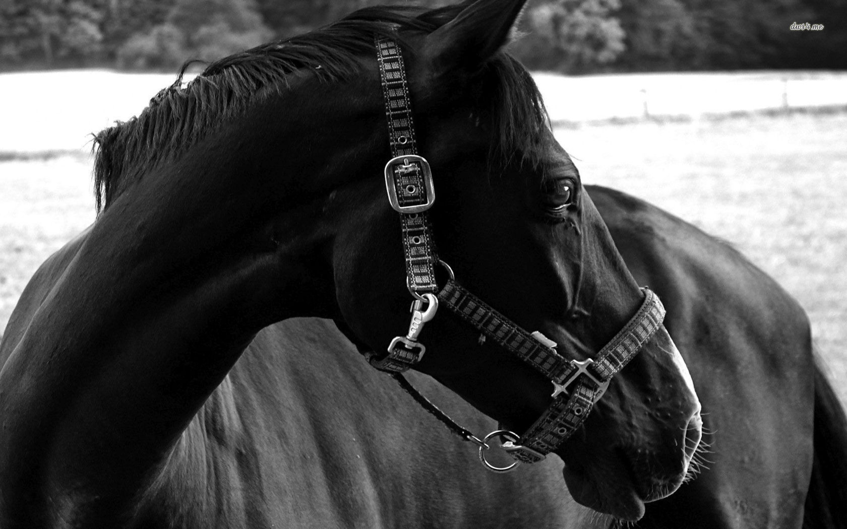 Wallpaper - HD Wallpaper 