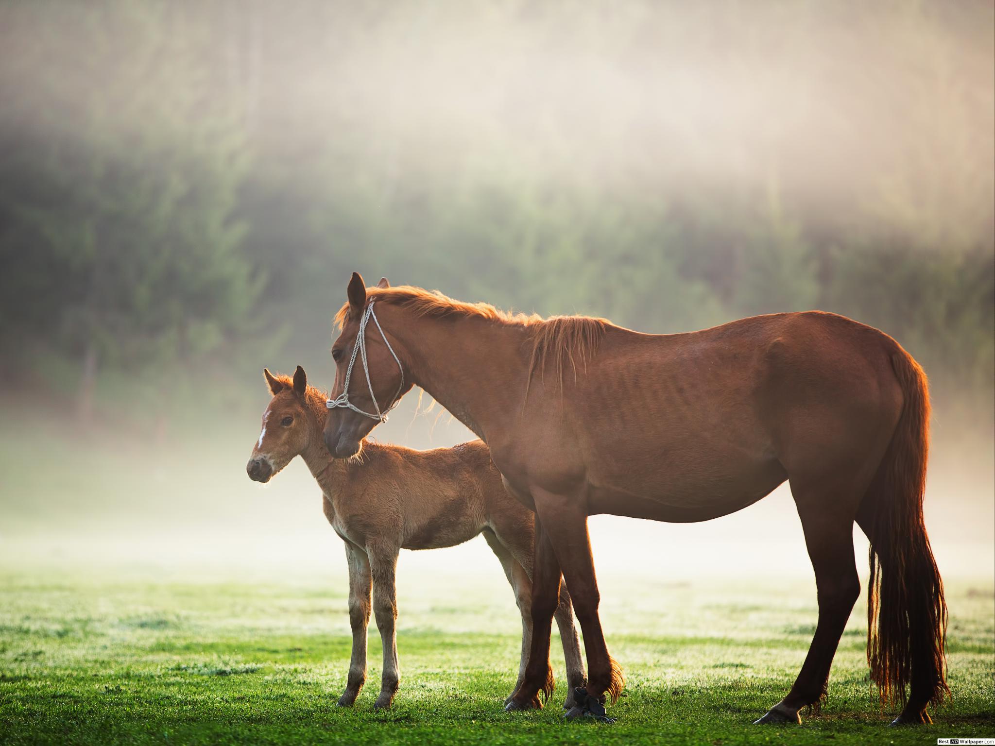 Fond D Écran Macbook Air Cheval - HD Wallpaper 