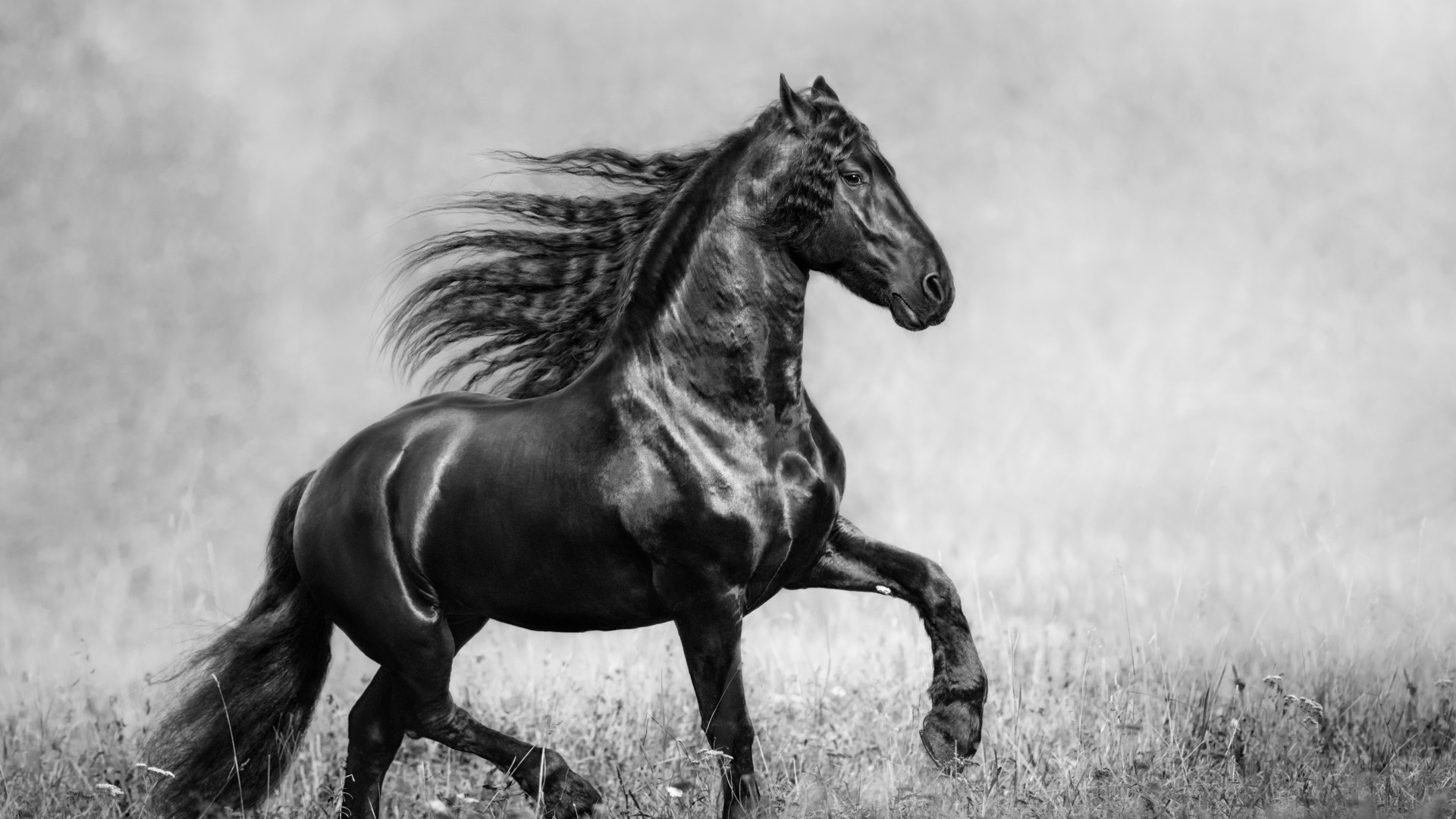 Black Horse Wallpaper Iphone X - HD Wallpaper 