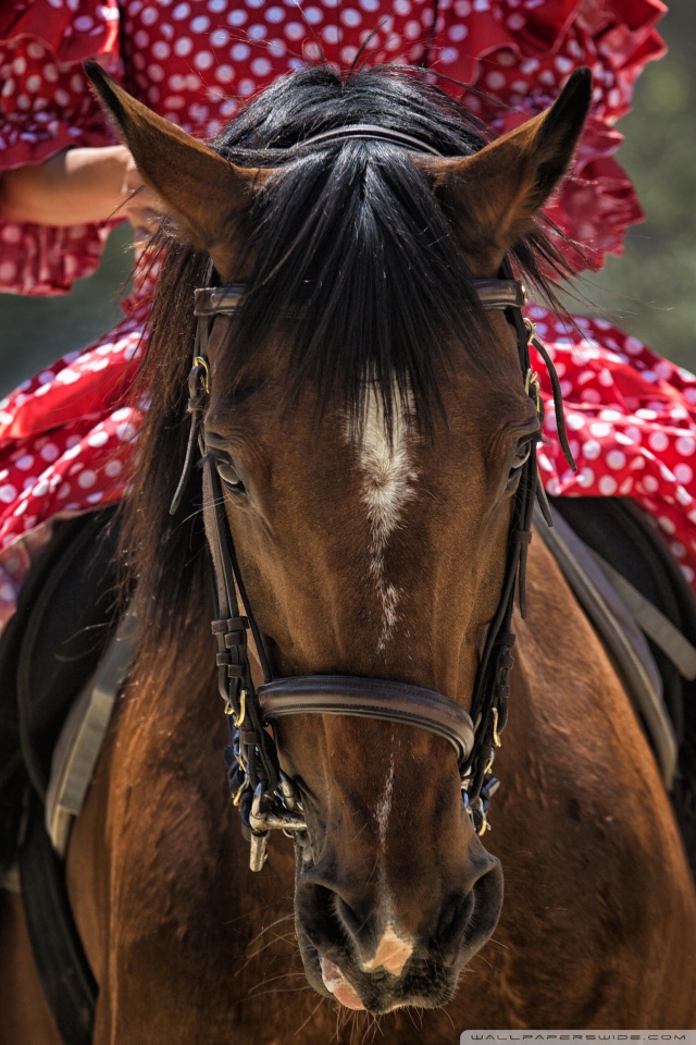 Horse - HD Wallpaper 