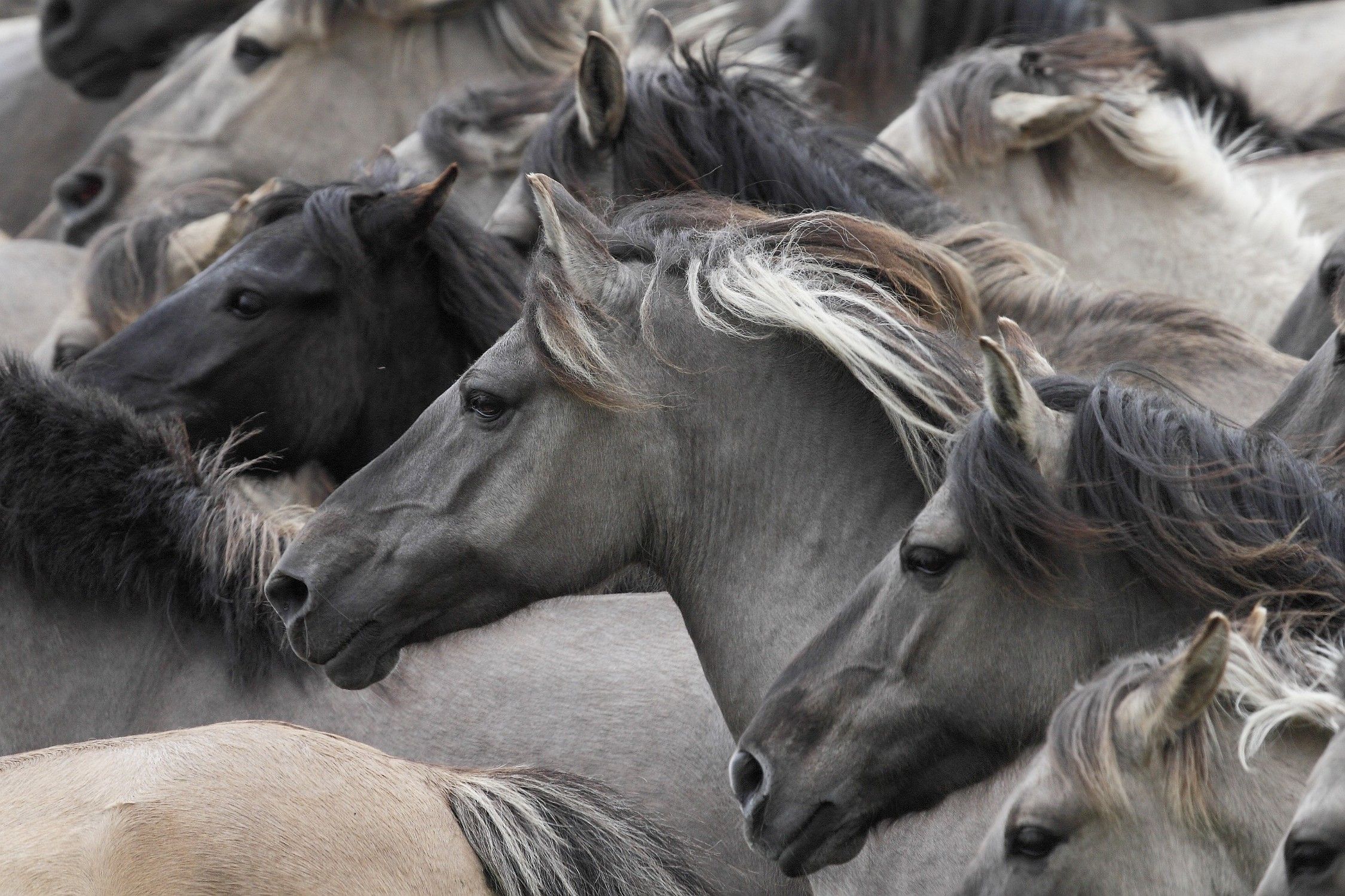 Stallion - HD Wallpaper 