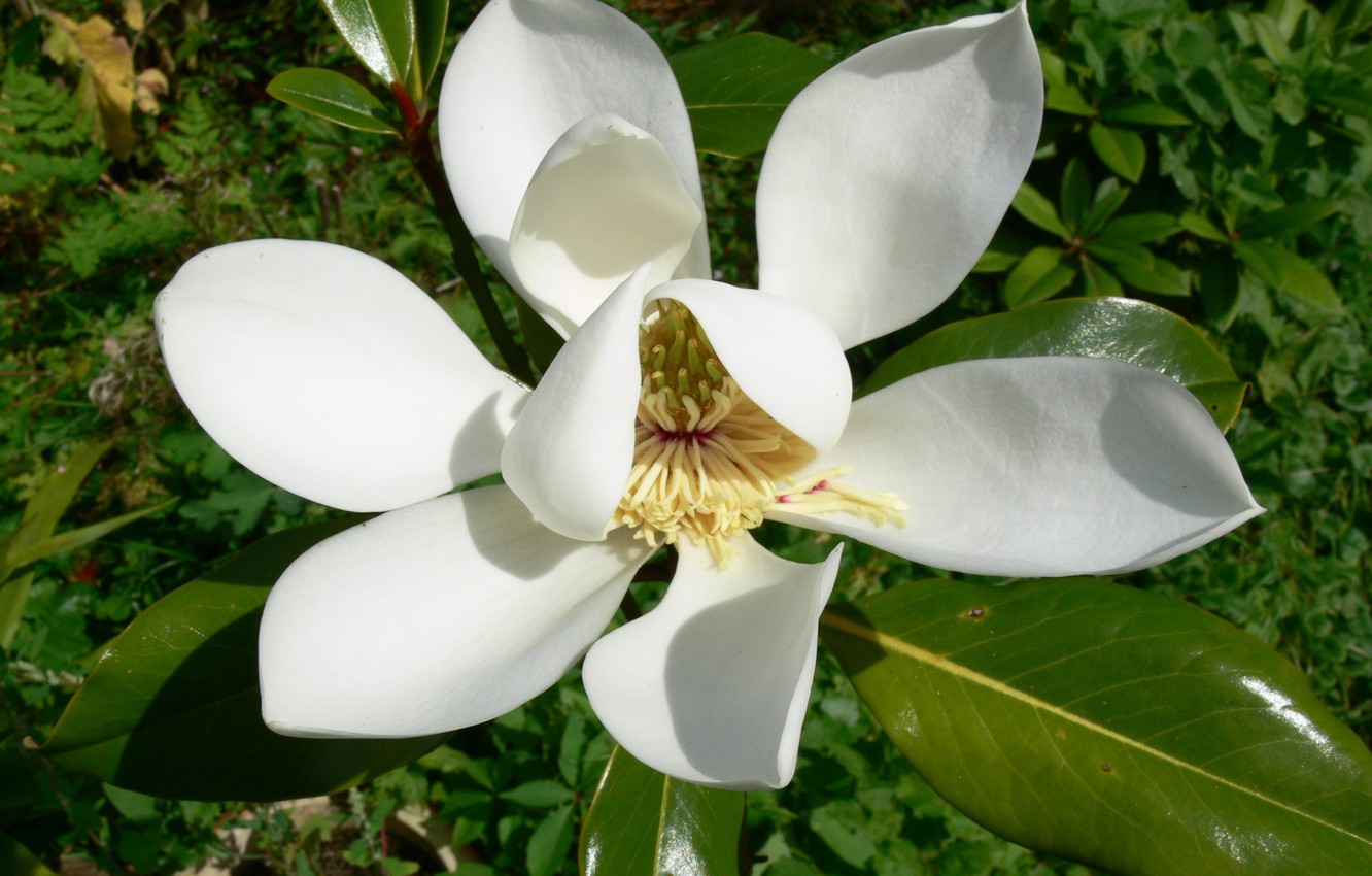 Photo Wallpaper Greens, Background, Stamens, Magnolia - Magnolia - HD Wallpaper 